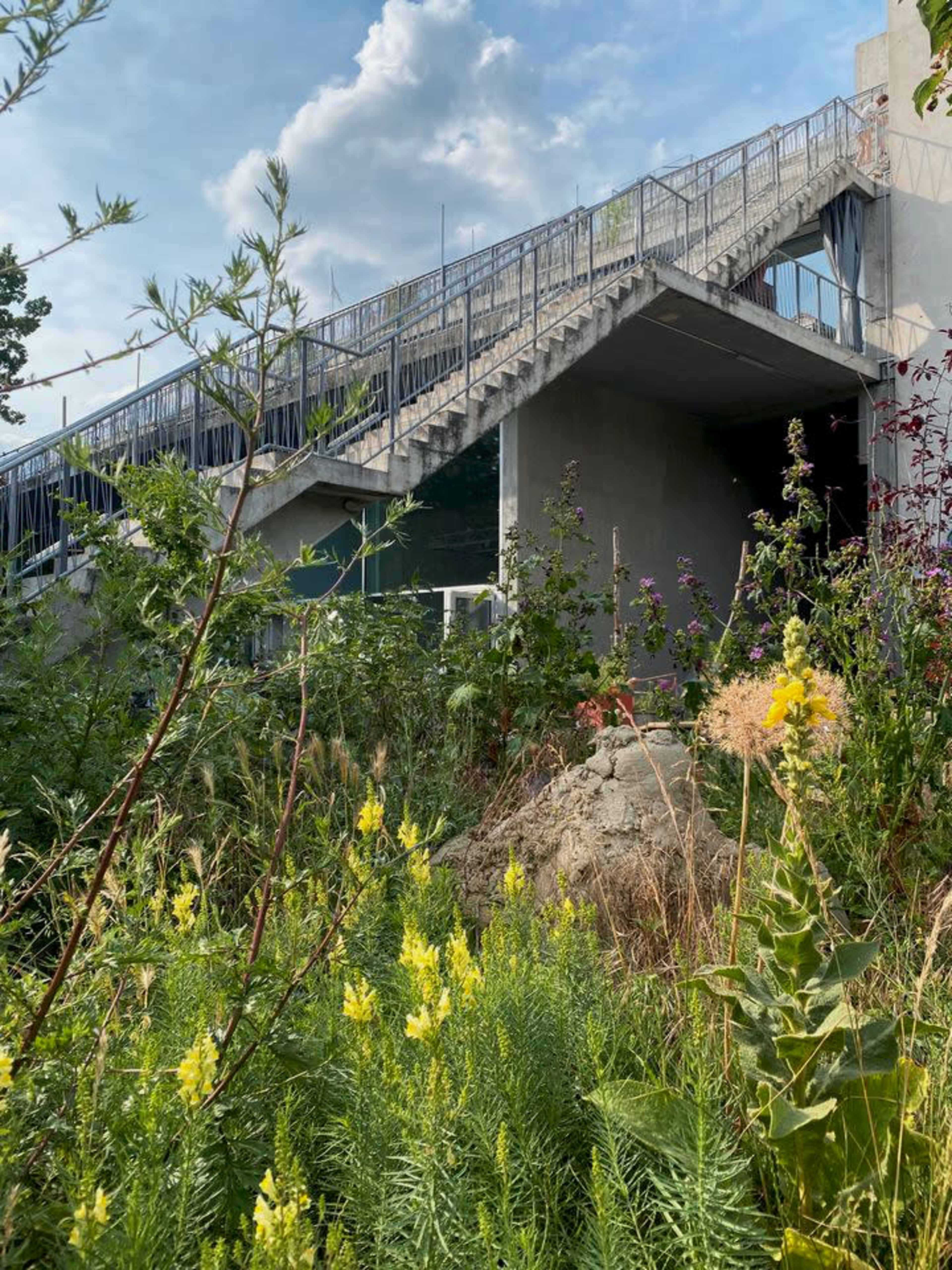 A concrete staircase leads up from a garden filled with wildflowers and greenery.