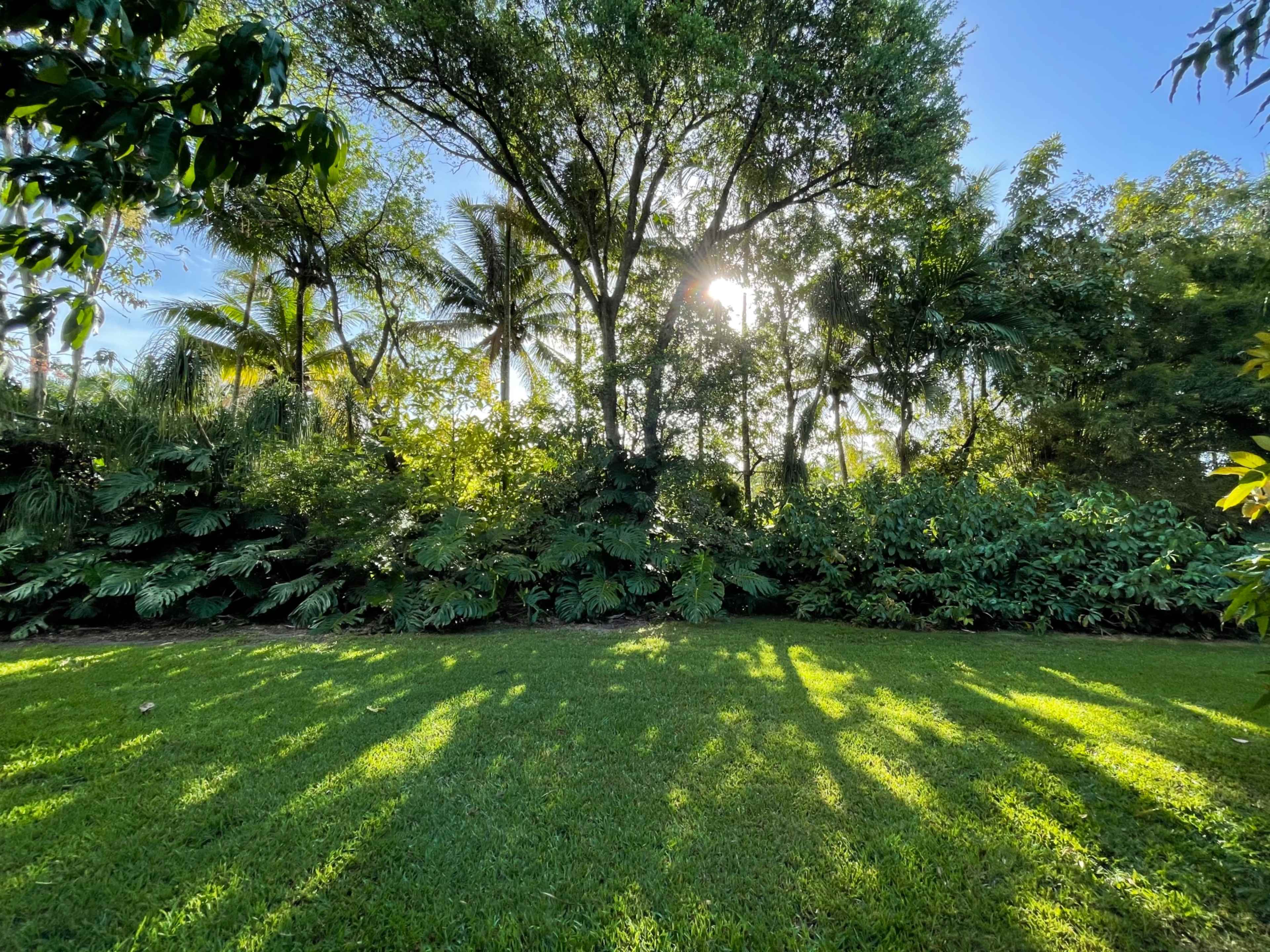 A sunlit garden with lush greenery and long shadows cast on the grass.