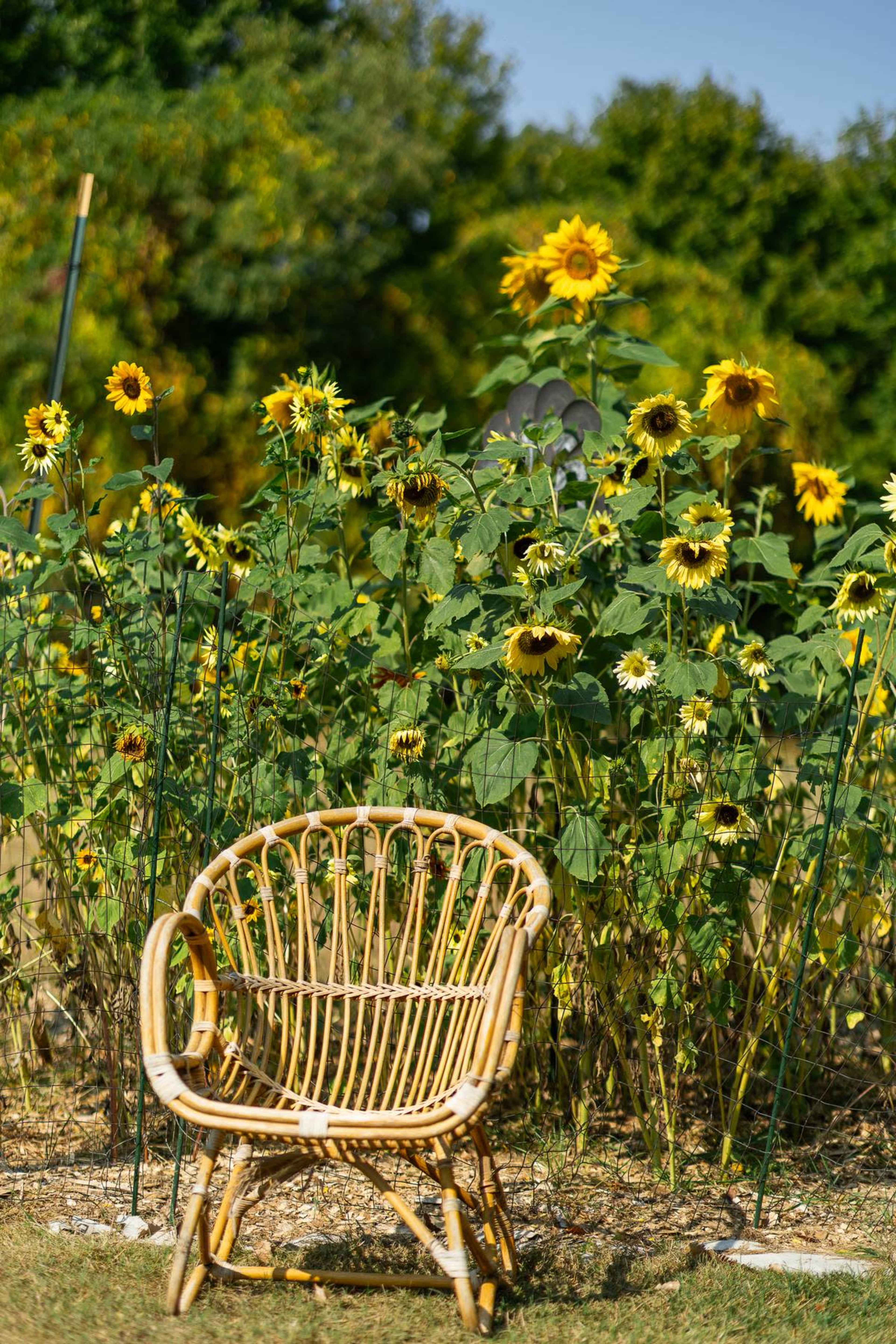 A rattan chair sits in front of a vibrant garden of sunflowers.