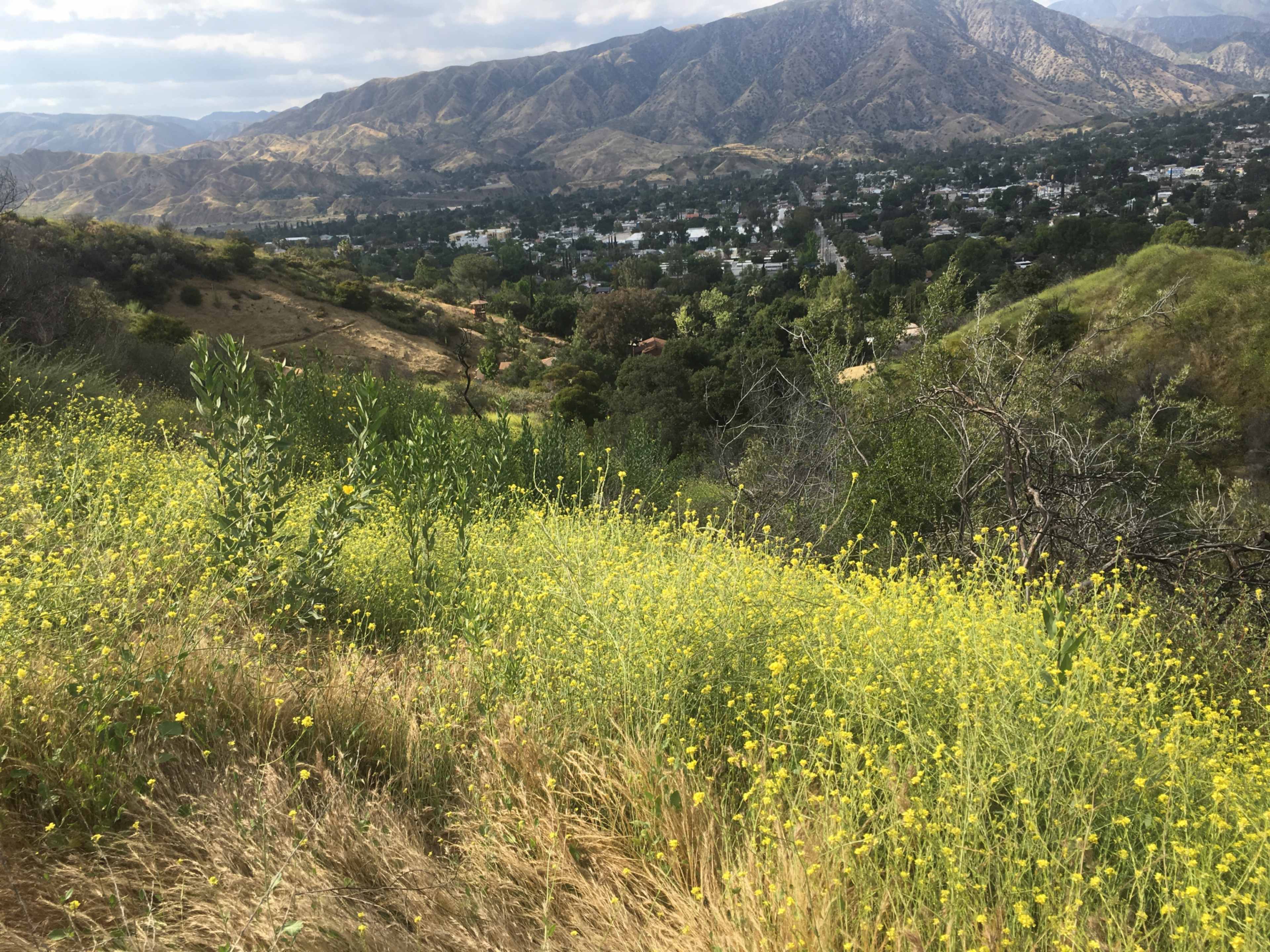 A field of yellow wildflowers overlooks a valley with houses and mountains in the background.