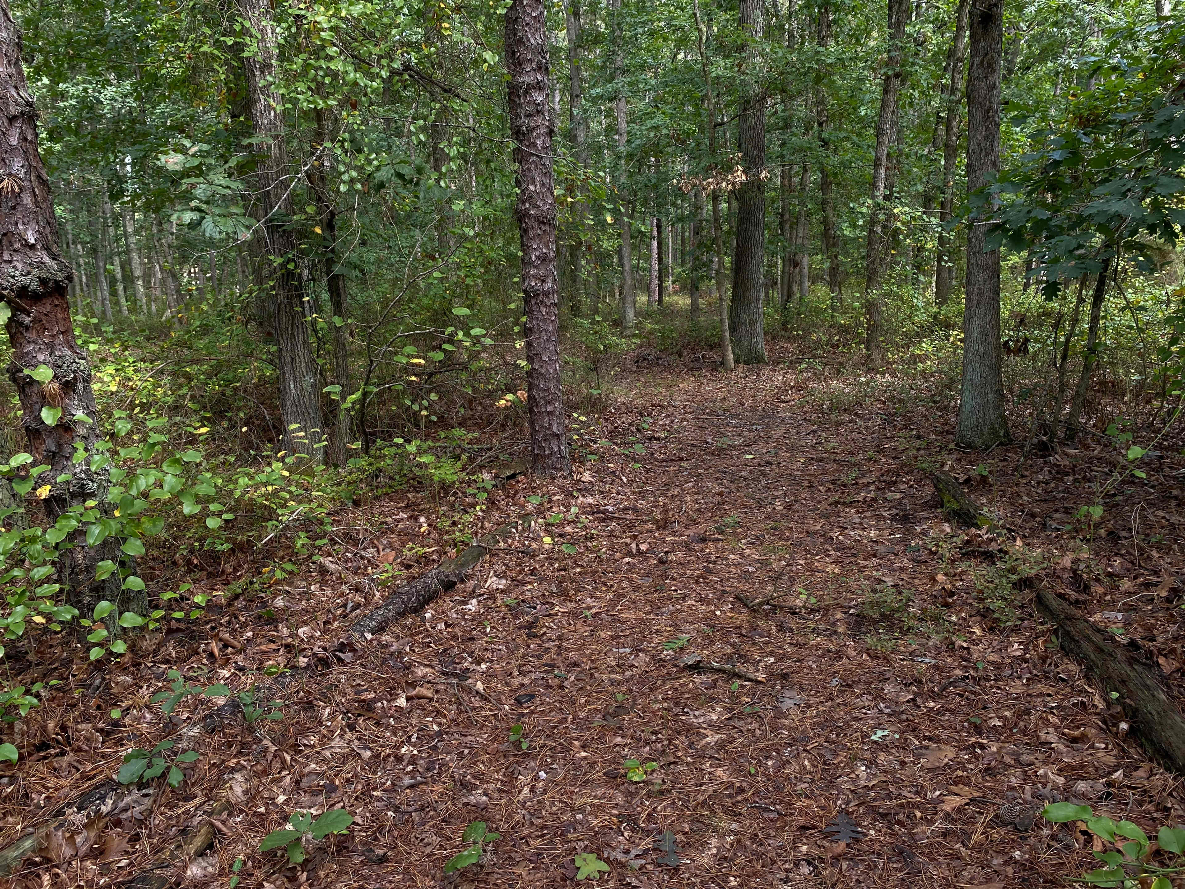A dirt path winds through a densely wooded area with tall trees and scattered leaves on the ground.
