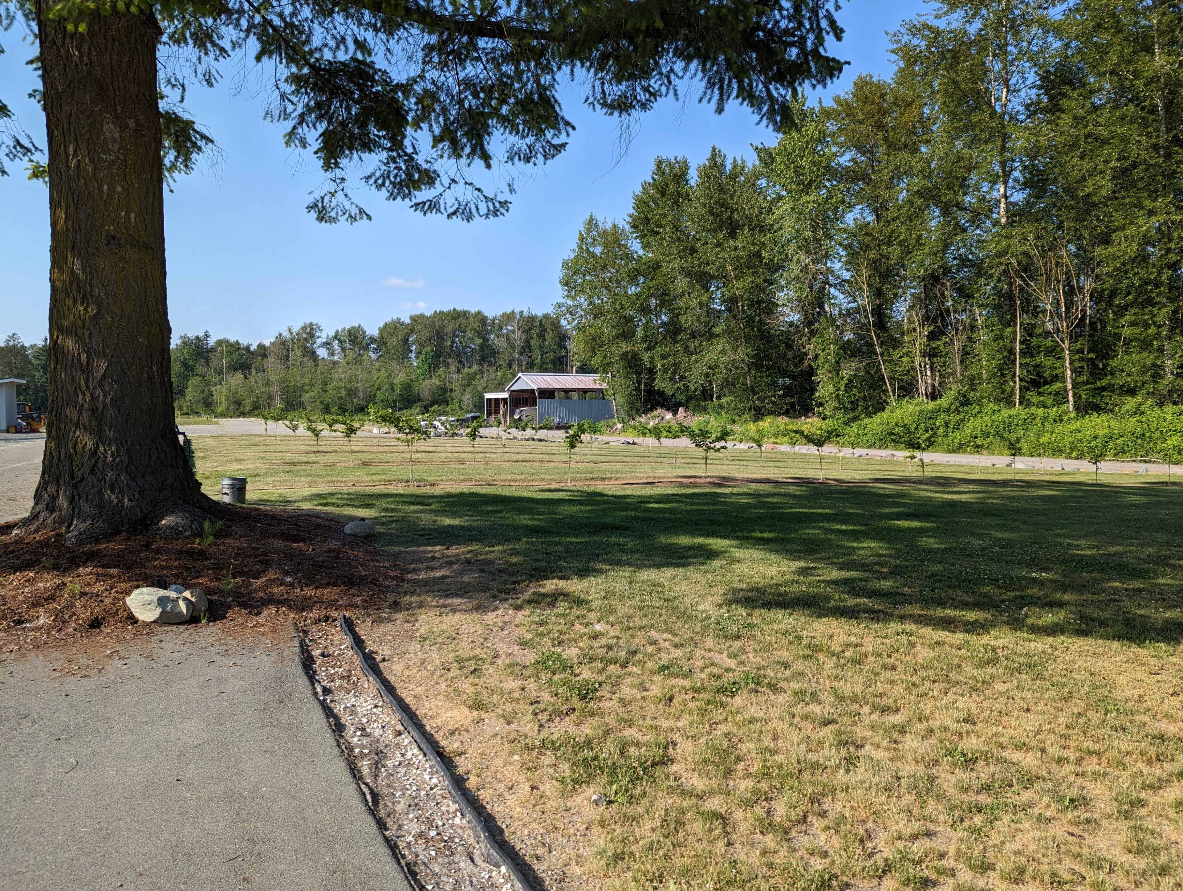A grassy field with a tree on the left and a small building in the background surrounded by trees.