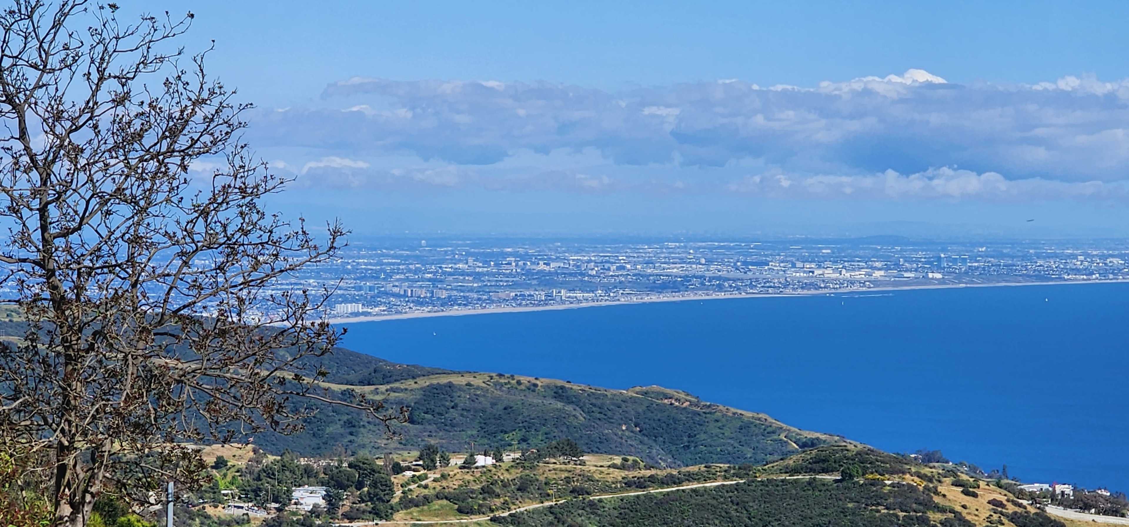 The image shows a view of a coastal city by the ocean, framed by rolling hills and a bare tree in the foreground.