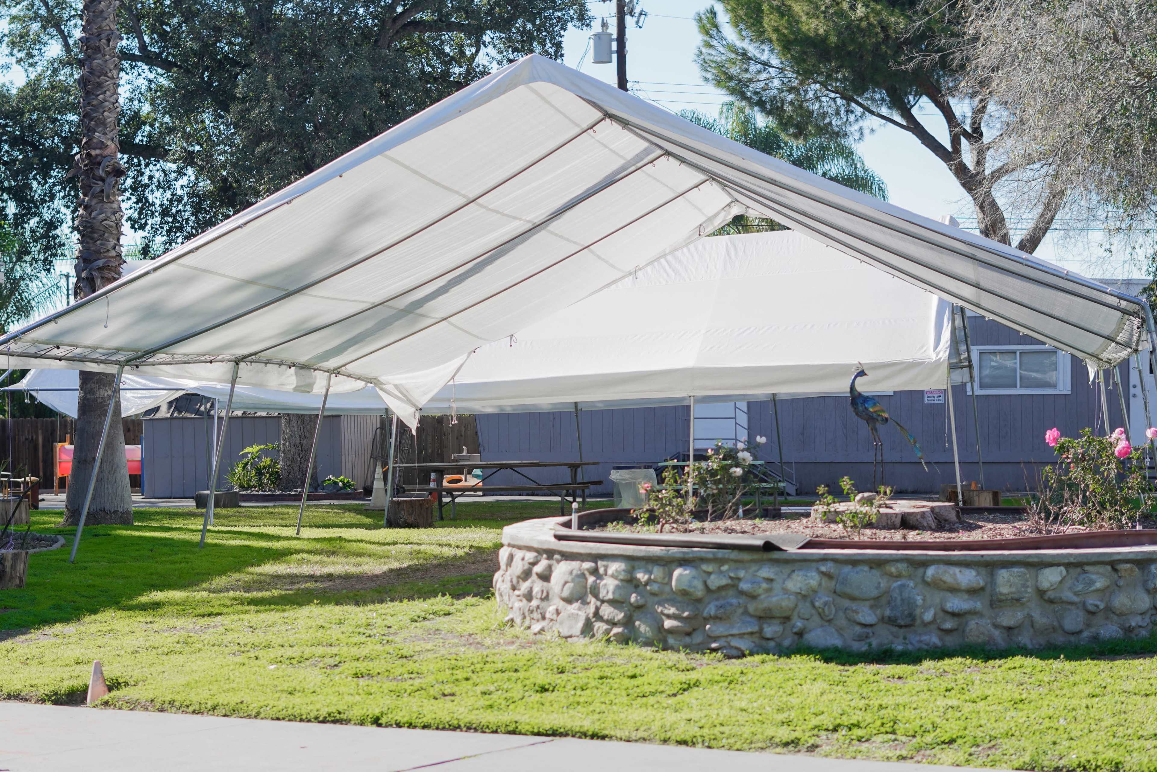 A large white tent is set up beside a stone-raised garden with roses and a peacock in a grassy area.