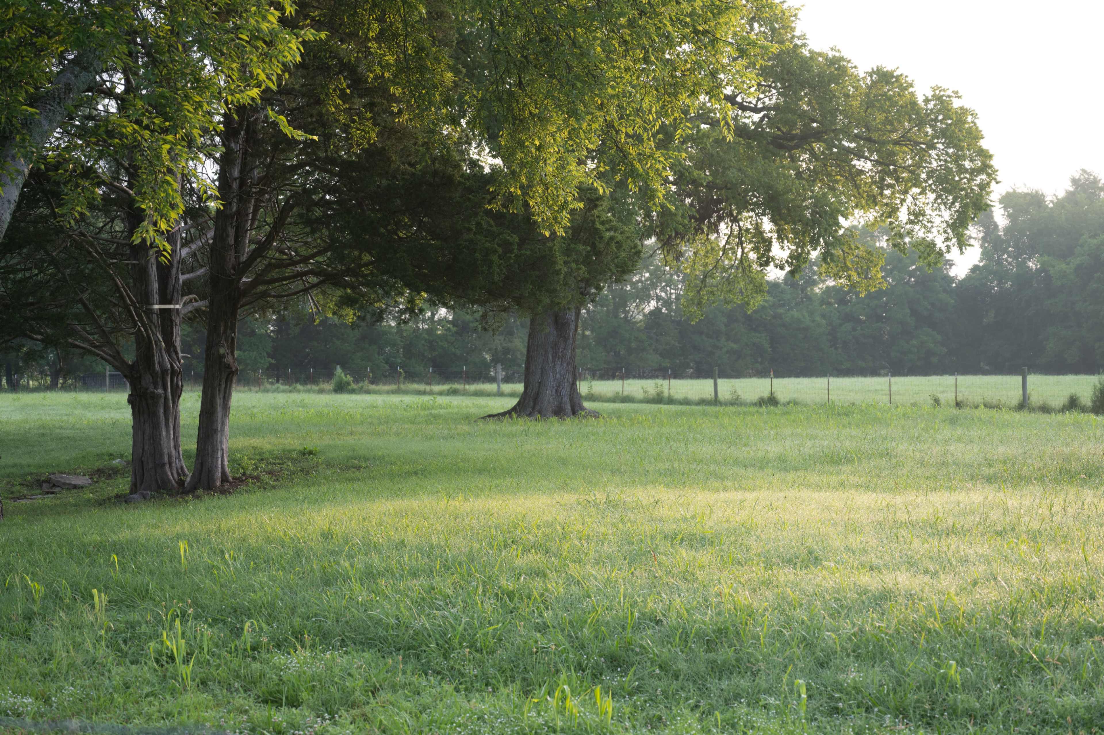 A grassy field is framed by large trees under soft morning light.