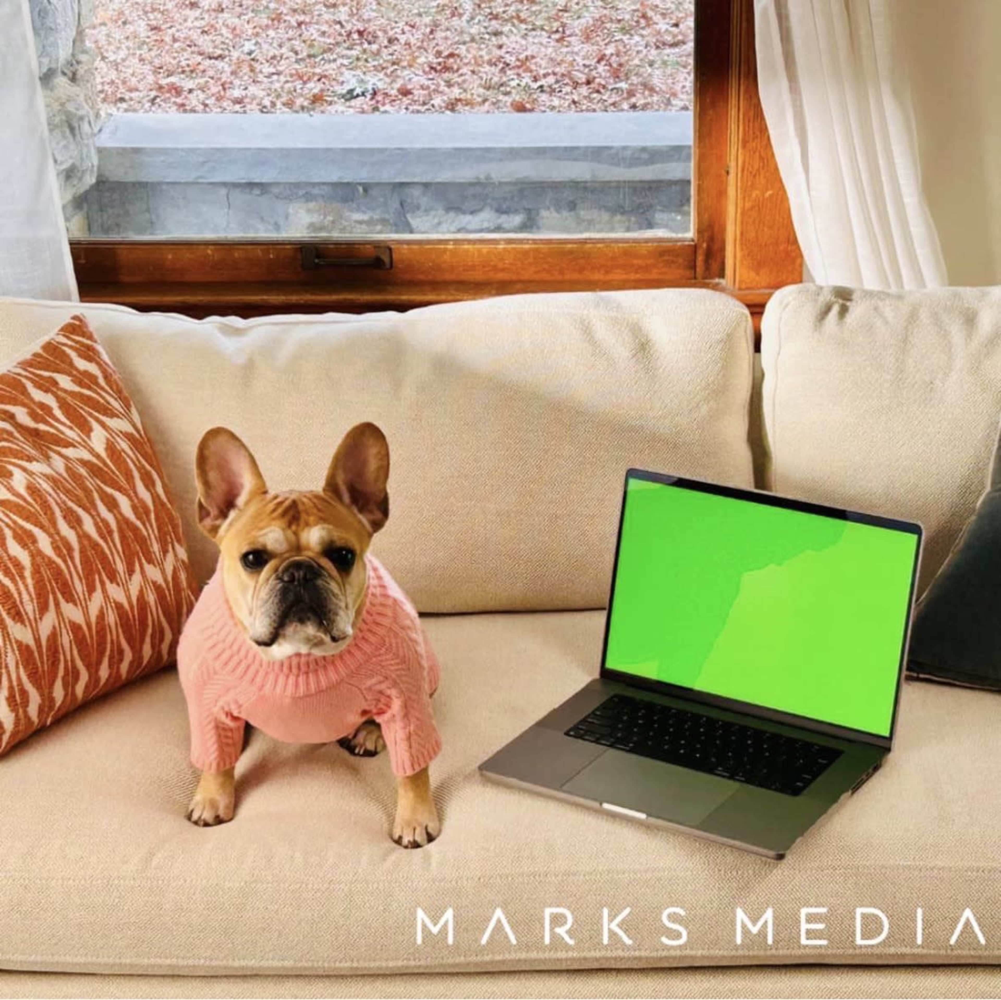 A French Bulldog wearing a pink sweater sits on a sofa next to a laptop with a green screen.