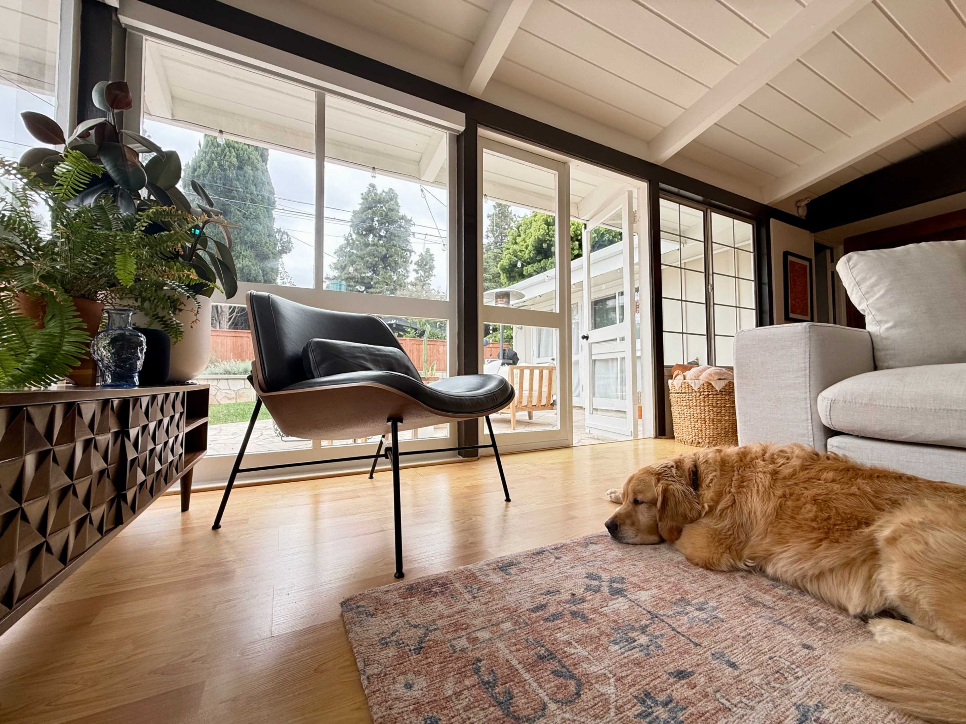 A golden retriever lies on a rug in a sunlit room with large windows overlooking a yard, while a modern chair and a plant sit nearby.