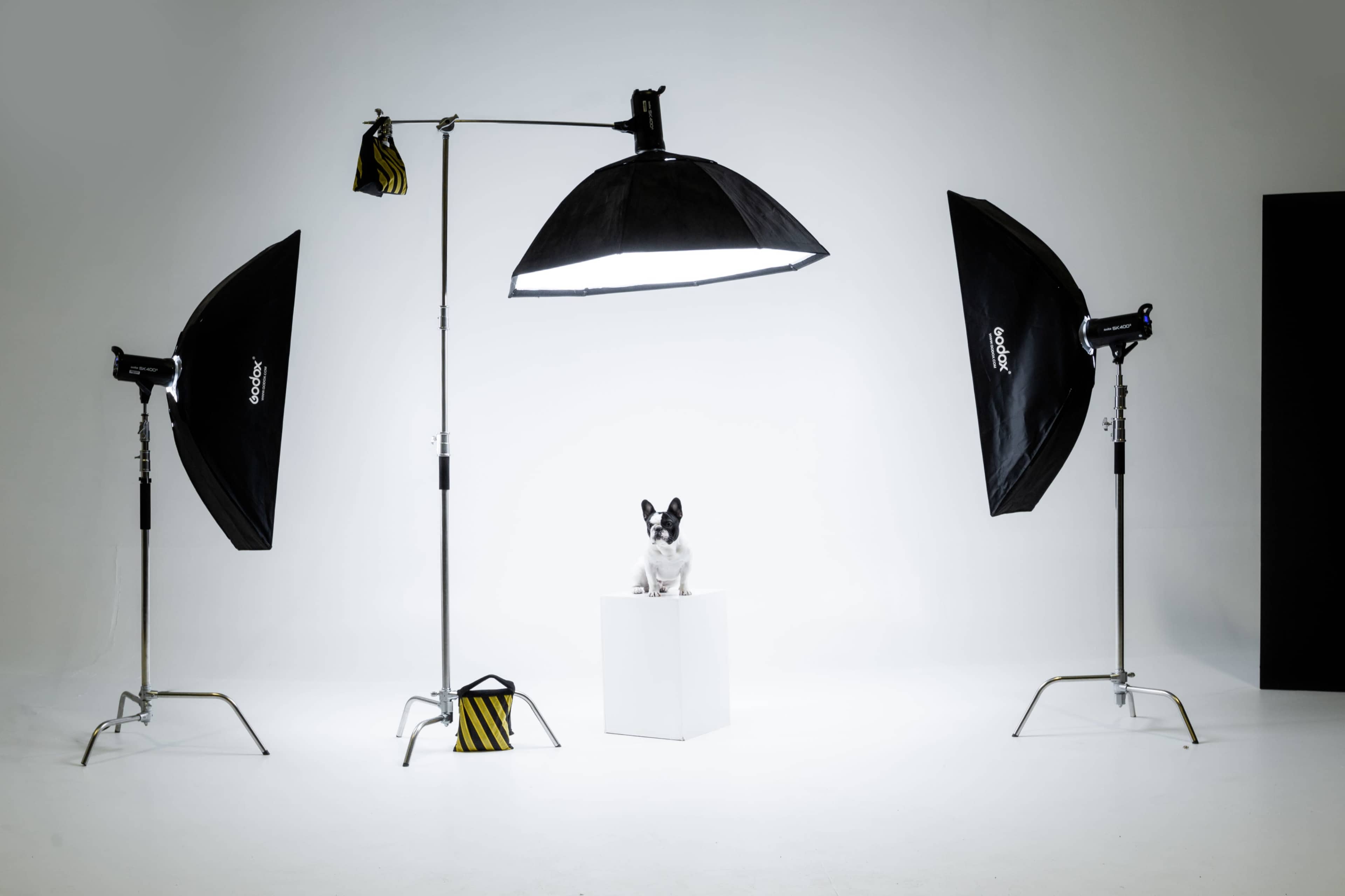 A small dog sits on a white pedestal surrounded by two softboxes and a reflector in a well-lit studio.
