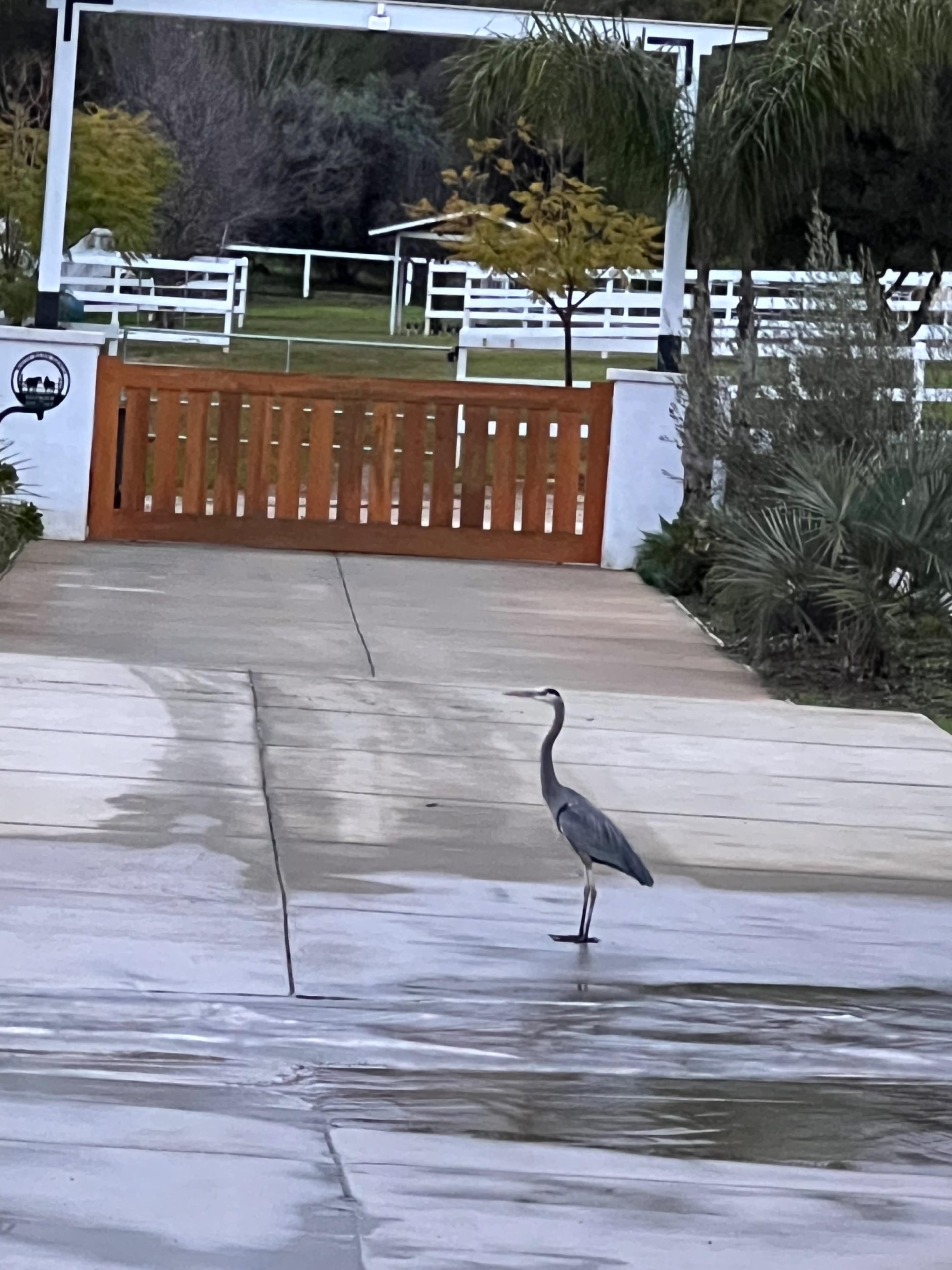 A heron stands on a wet pavement near a wooden gate and white fencing in the background.