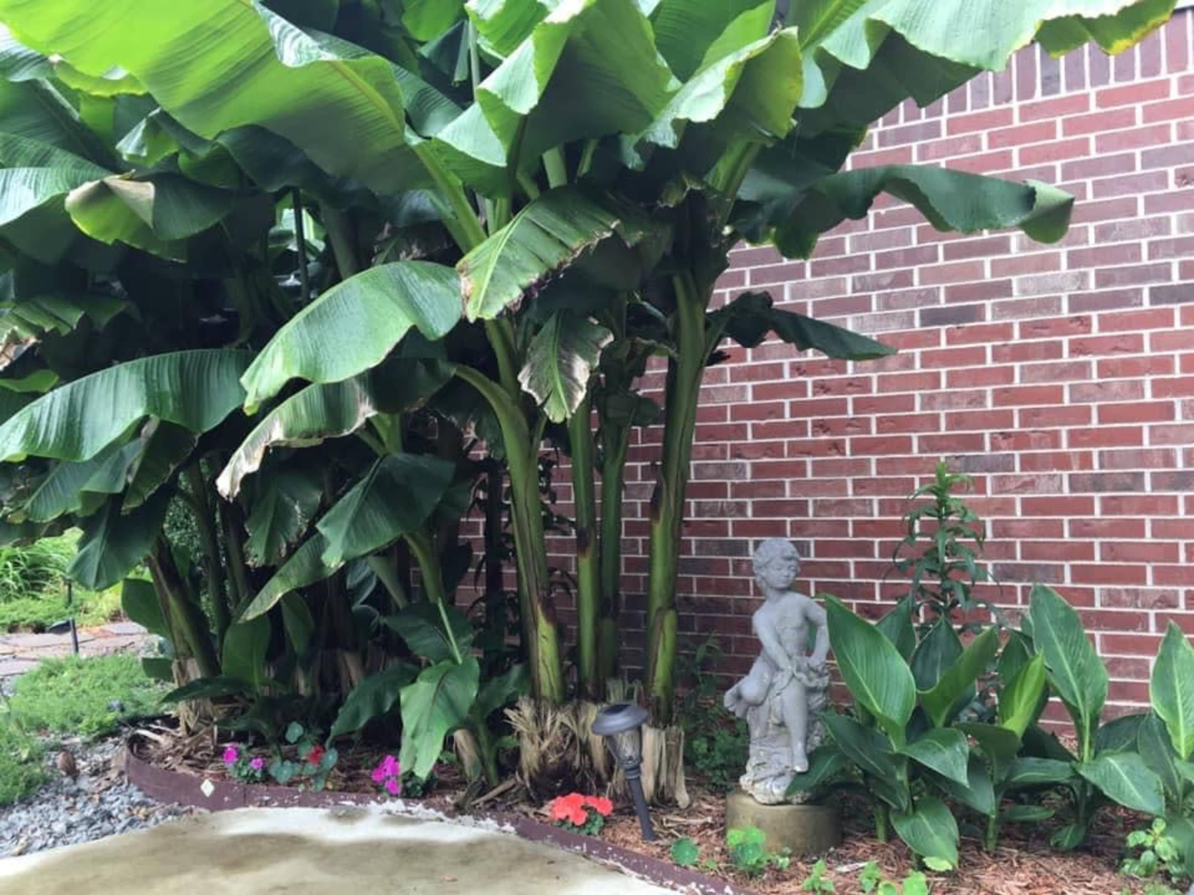 A statue of a child stands among large banana plants and colorful flowers beside a brick wall.