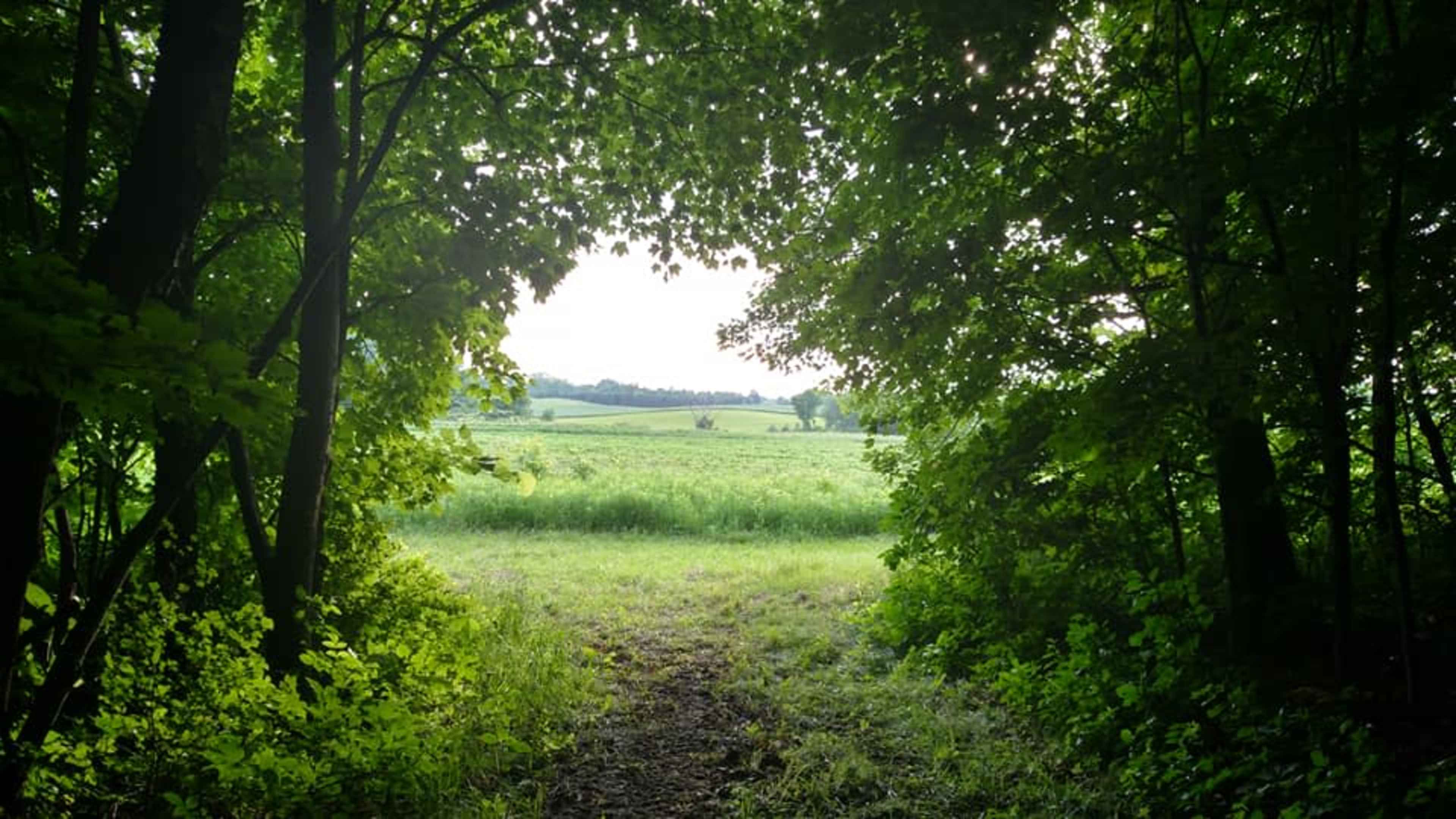 A narrow pathway framed by trees leads to an open field with rolling hills in the distance.