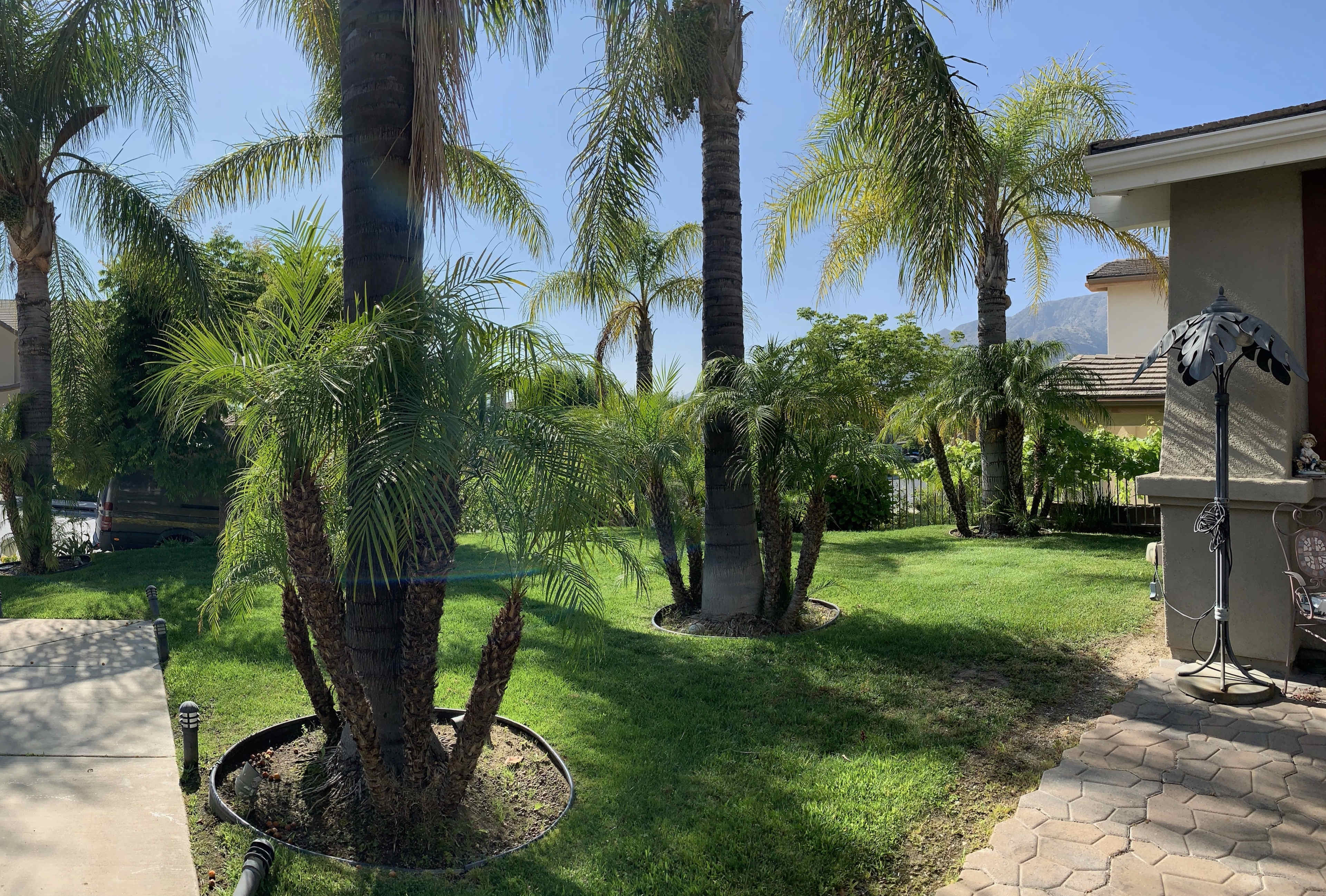 A sunny garden scene features tall palm trees and lush greenery surrounding a paved walkway leading to a house.