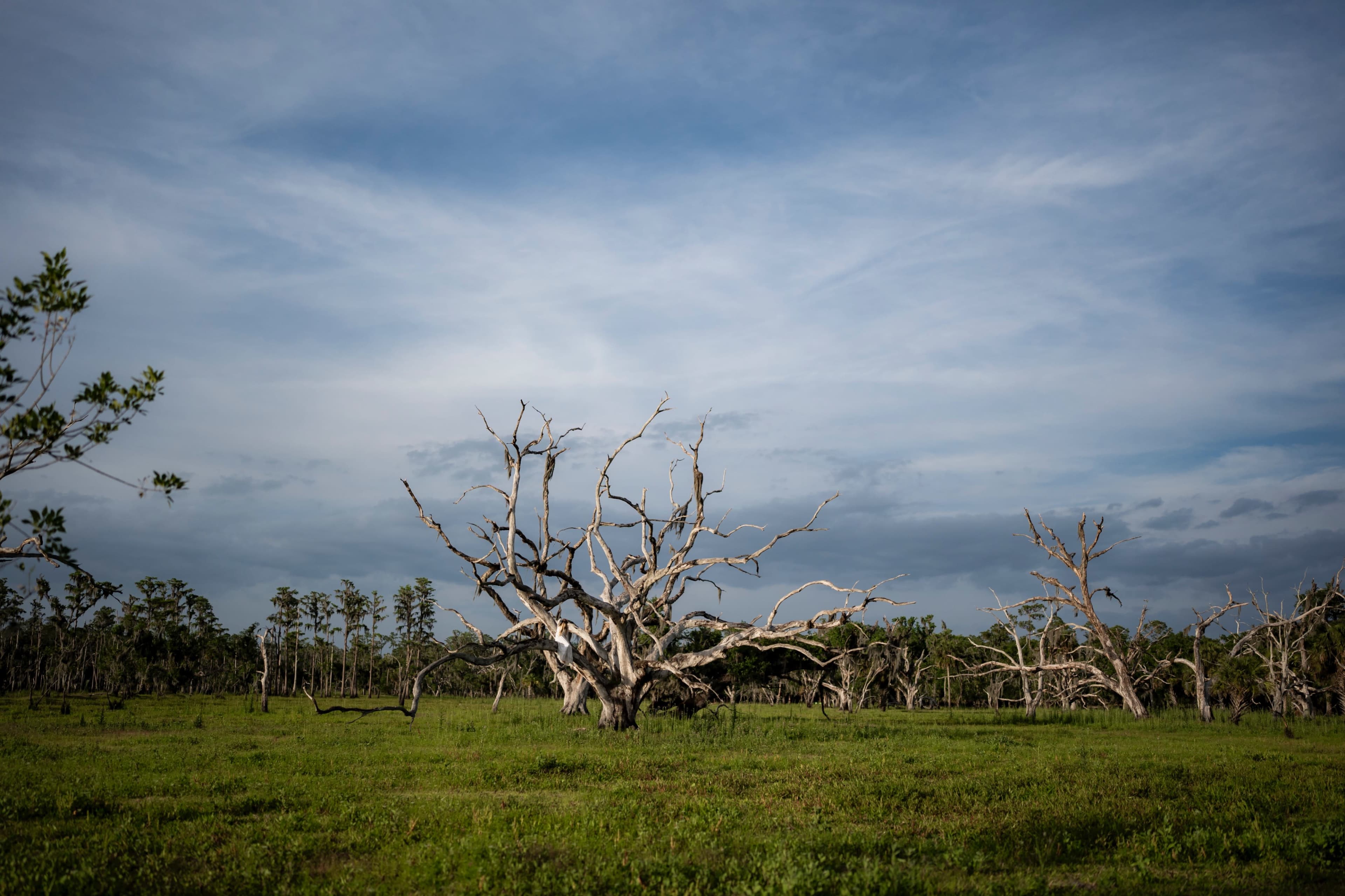 230 acre Untouched Old Florida Landscape Image in , zolfo springs, FL