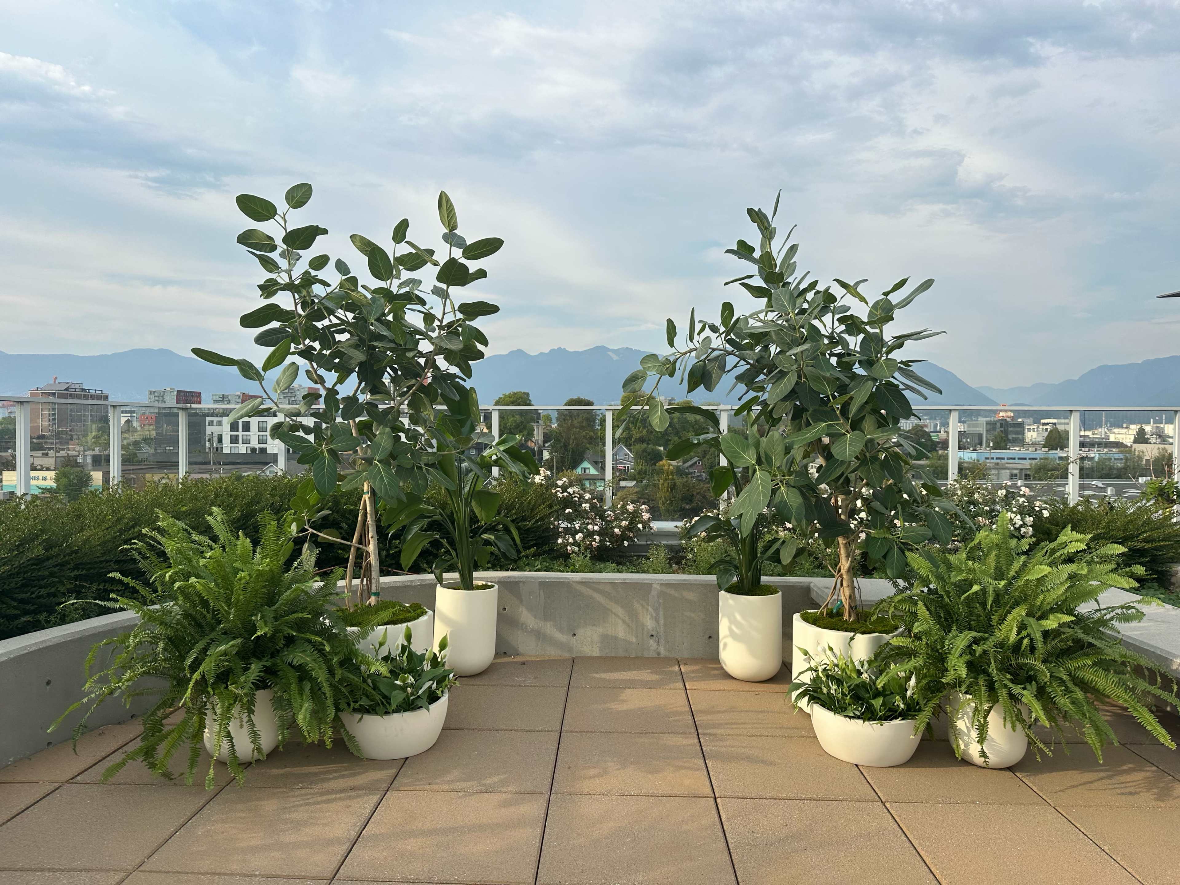 A rooftop garden features several potted plants, including tall trees and ferns, with a cityscape and mountains in the background.