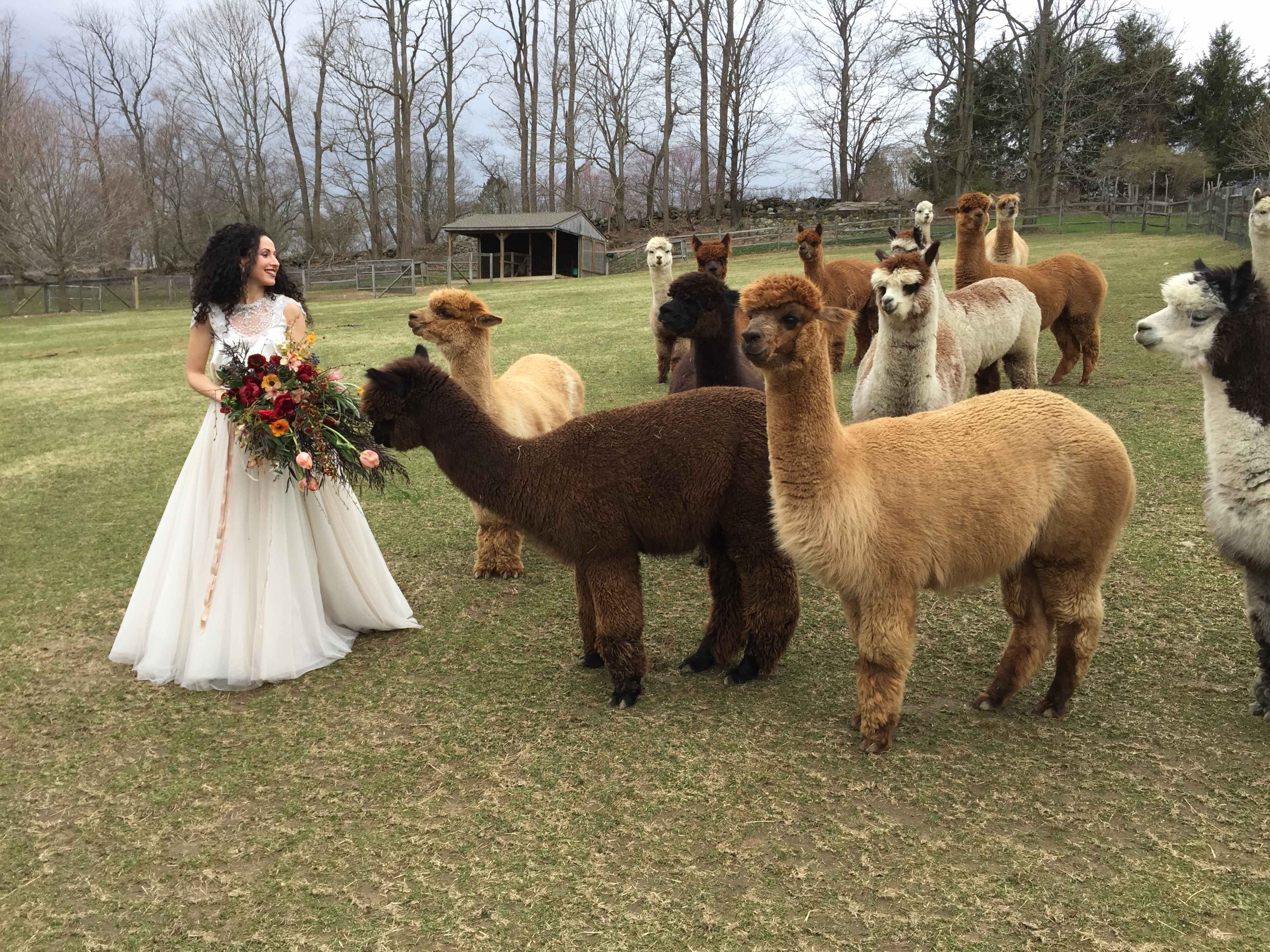 A woman in a white dress stands in a grassy field surrounded by several alpacas while holding a bouquet of flowers.