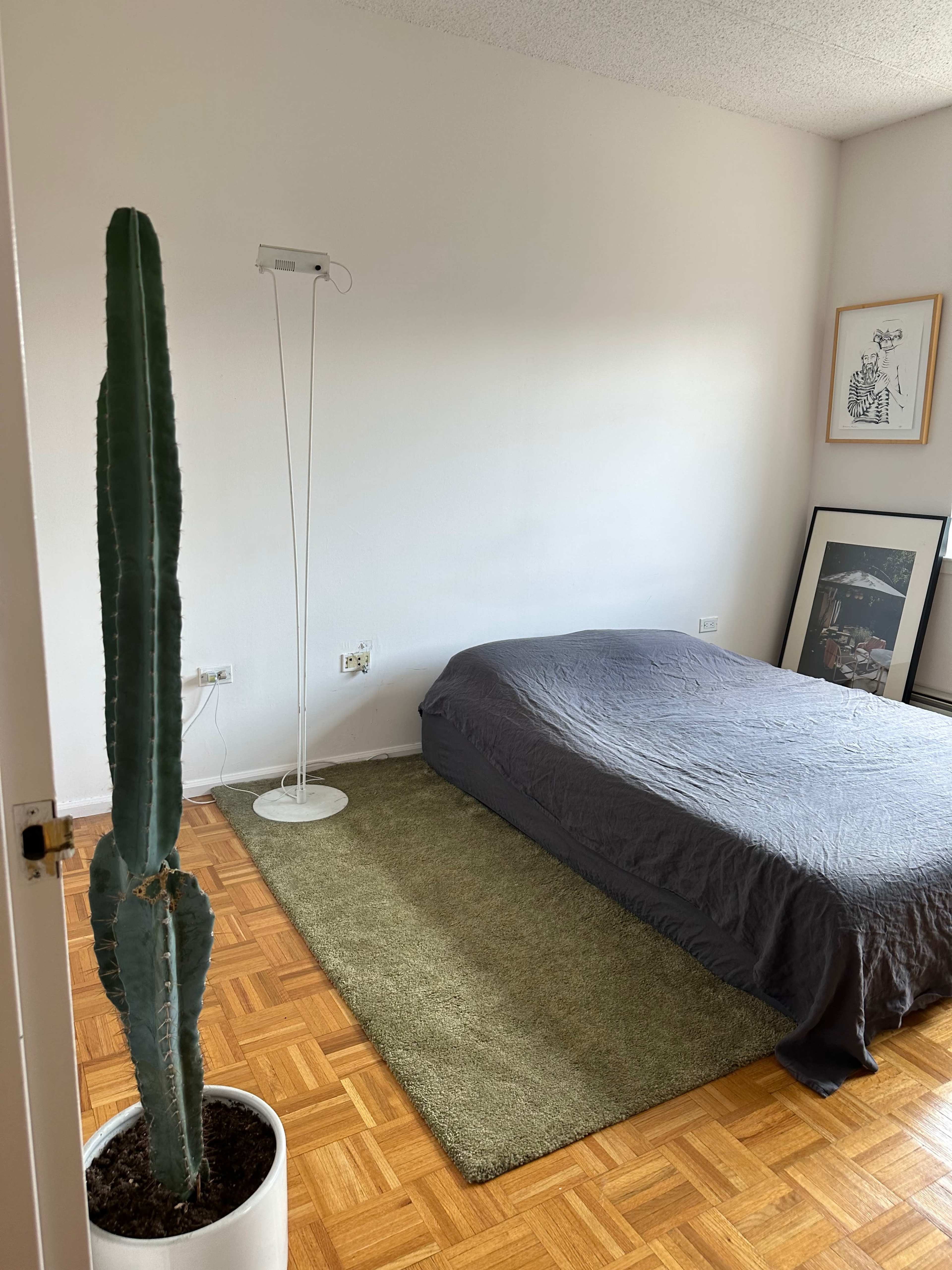 A minimalist bedroom with a bed covered in a gray blanket, a green area rug, a tall cactus in a white pot, and a lamp on the wall.