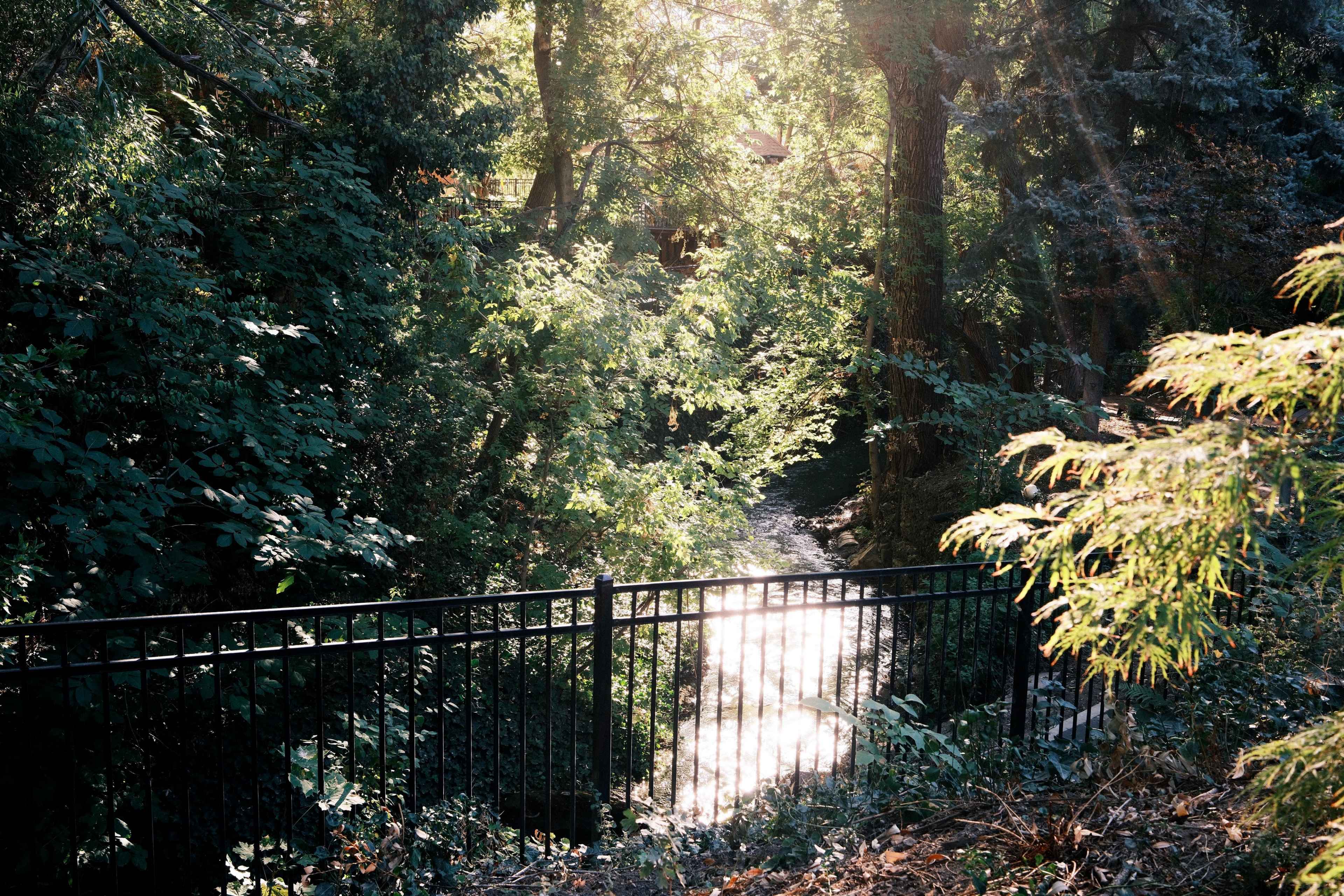 A creek flows gently through a wooded area, bordered by a black metal fence and illuminated by sunlight filtering through the trees.