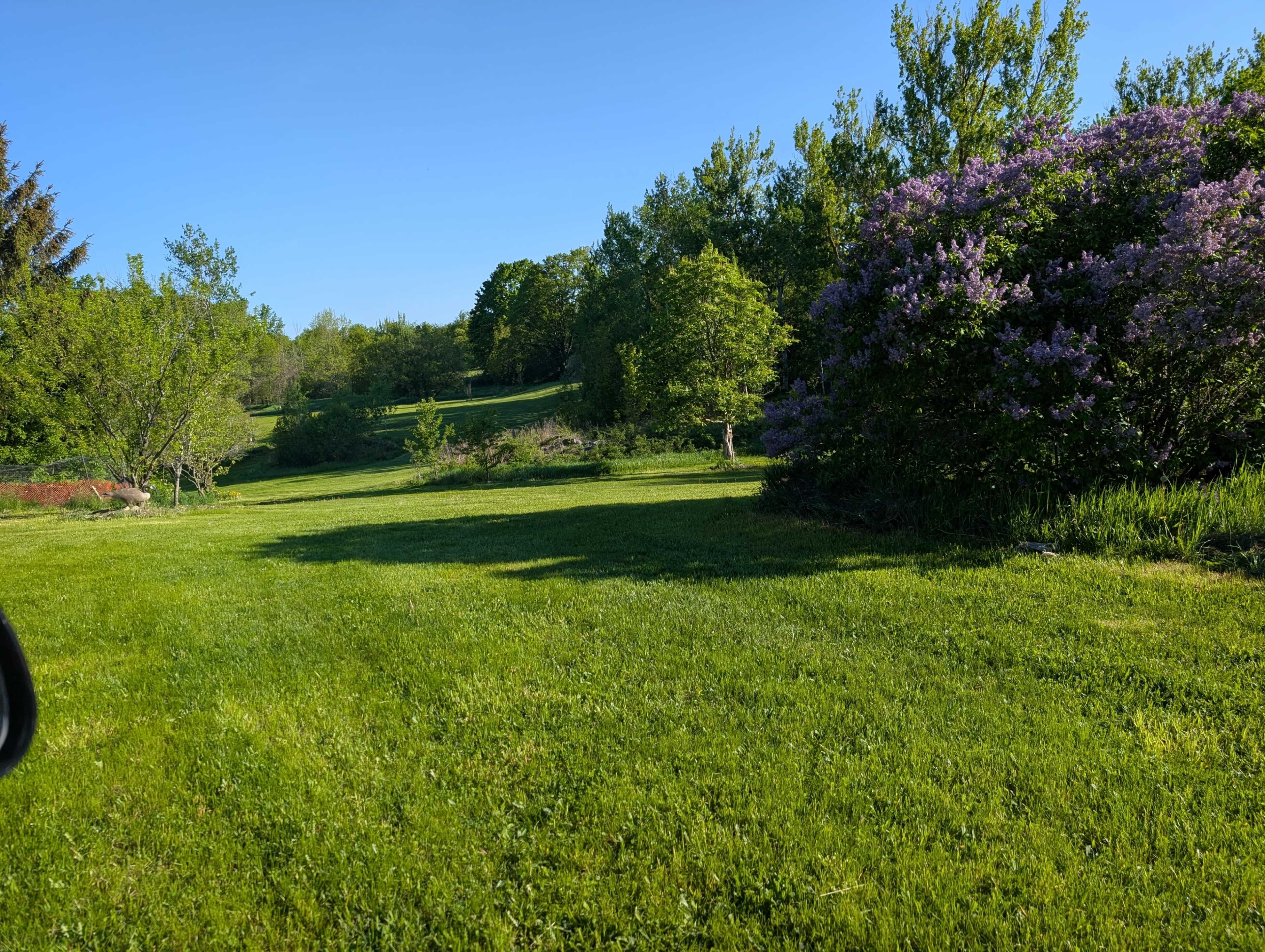 The image shows a green lawn bordered by trees and blooming lilacs under a clear blue sky.