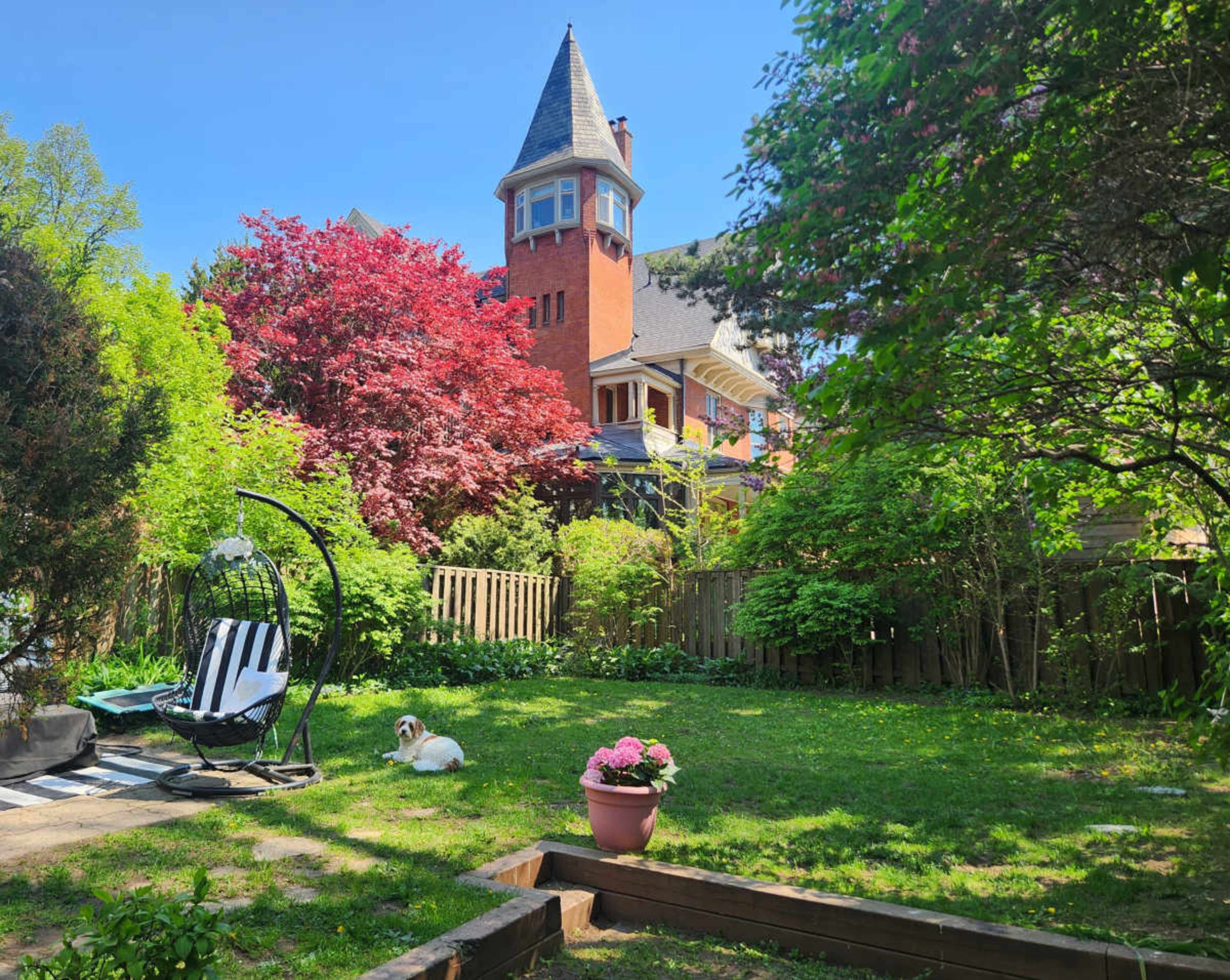 A lush green backyard features a white dog lounging near a potted pink flower, with a tall, red-brick house and vibrant trees in the background.