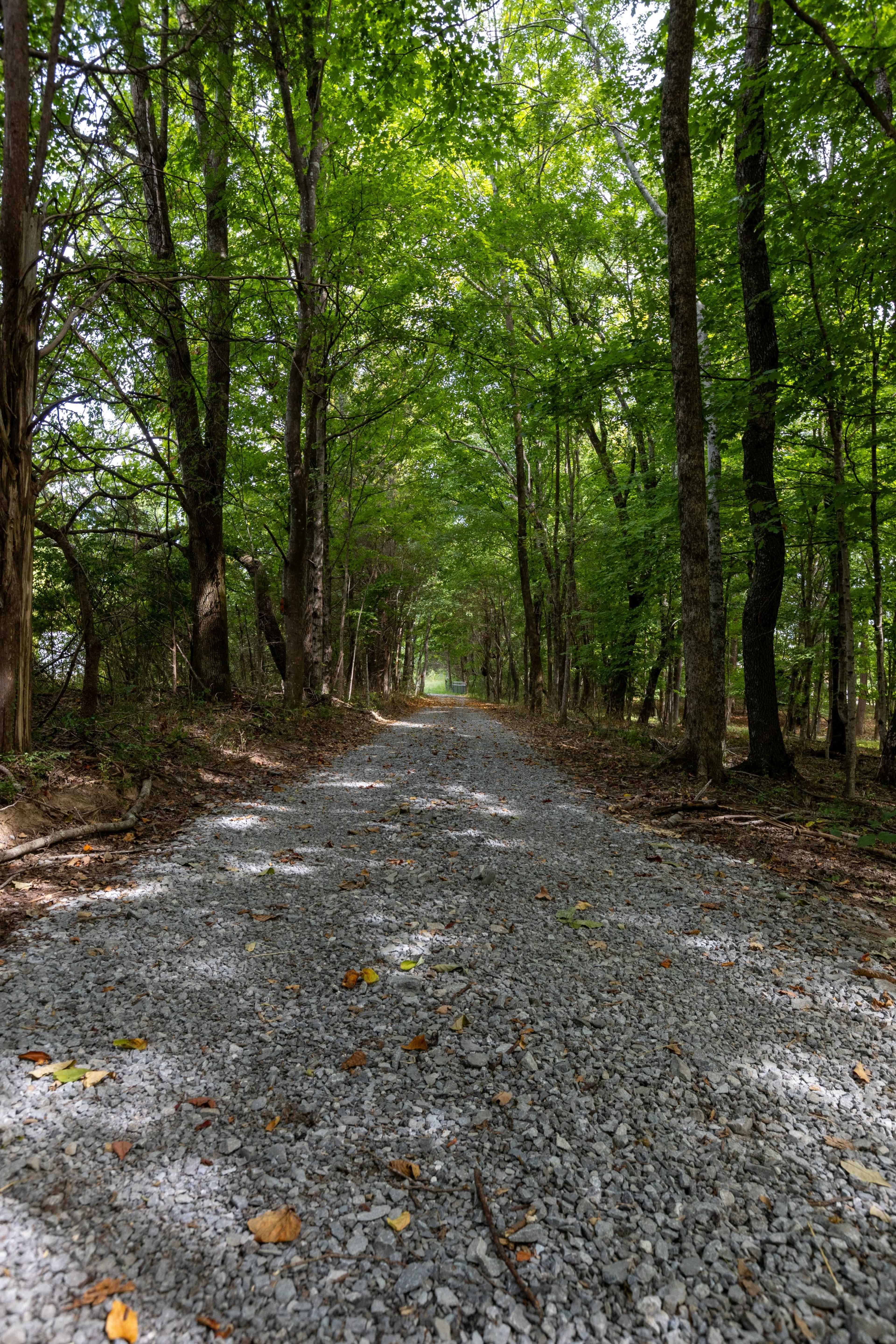 A gravel path lined by tall trees leads through a wooded area.