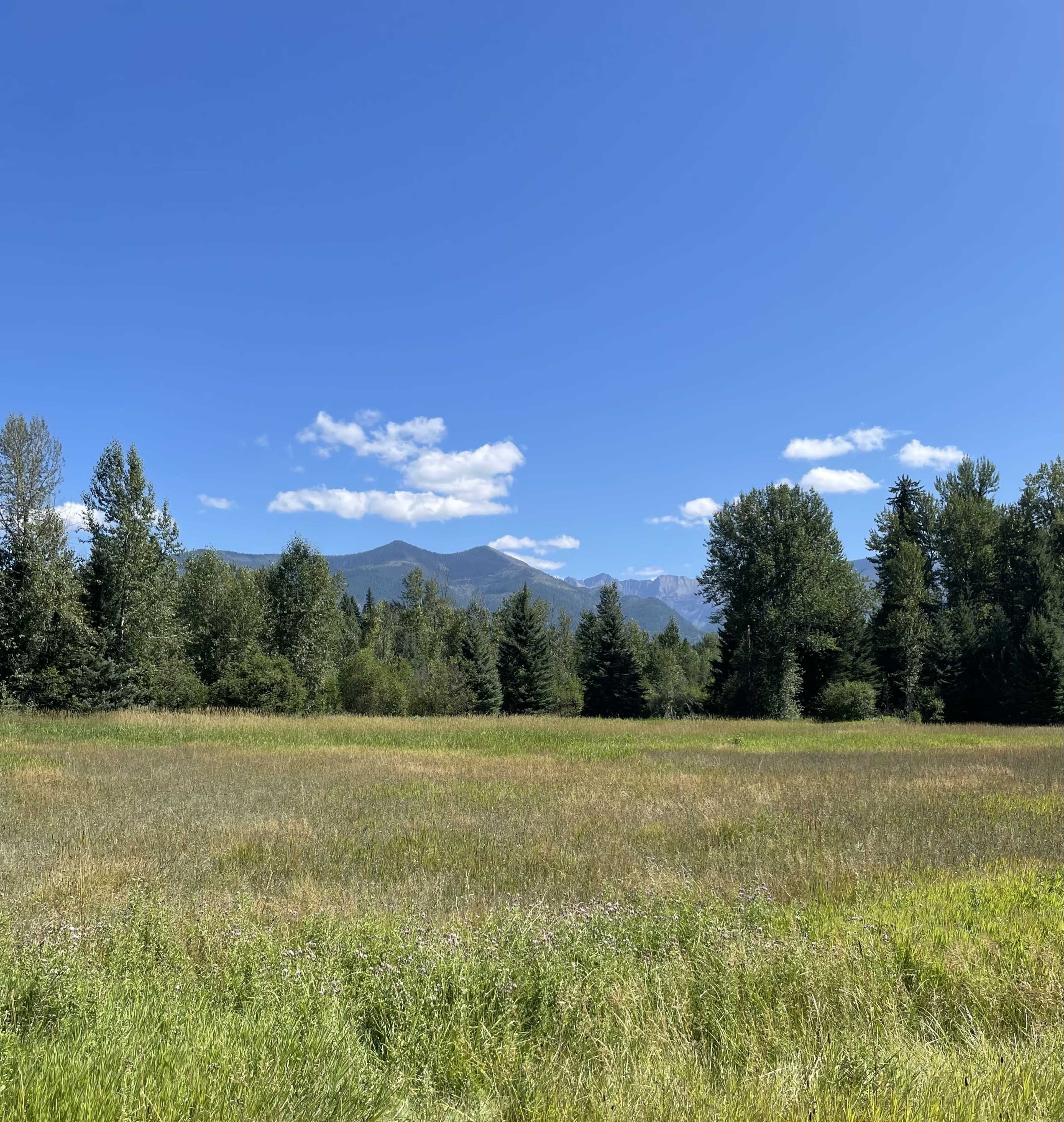 A grassy field is framed by trees, with mountains visible in the background under a clear blue sky.