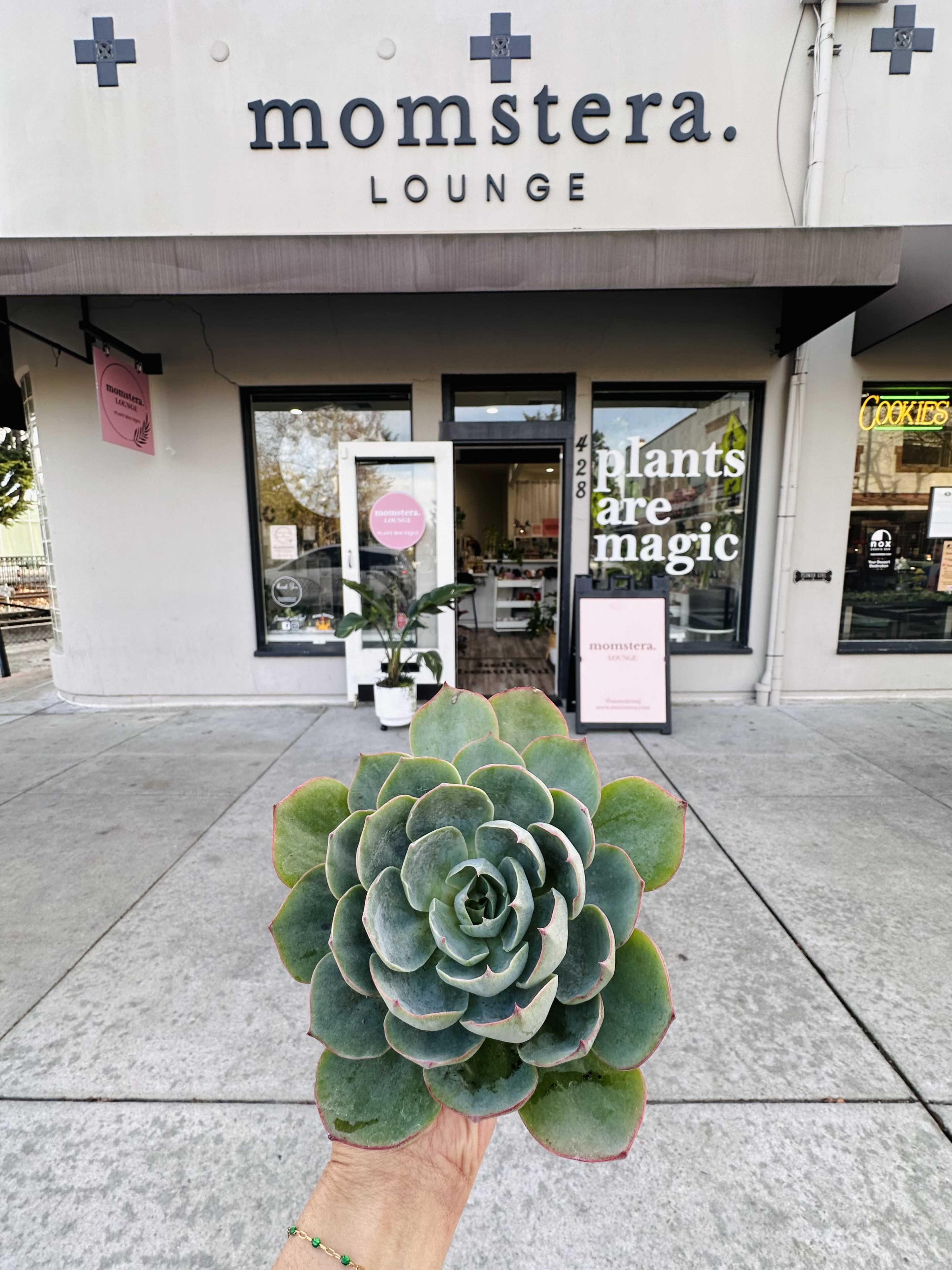Vibrant Plant Lounge Perfect for Intimate Events & Workshops Image in Downtown, Campbell, CA
