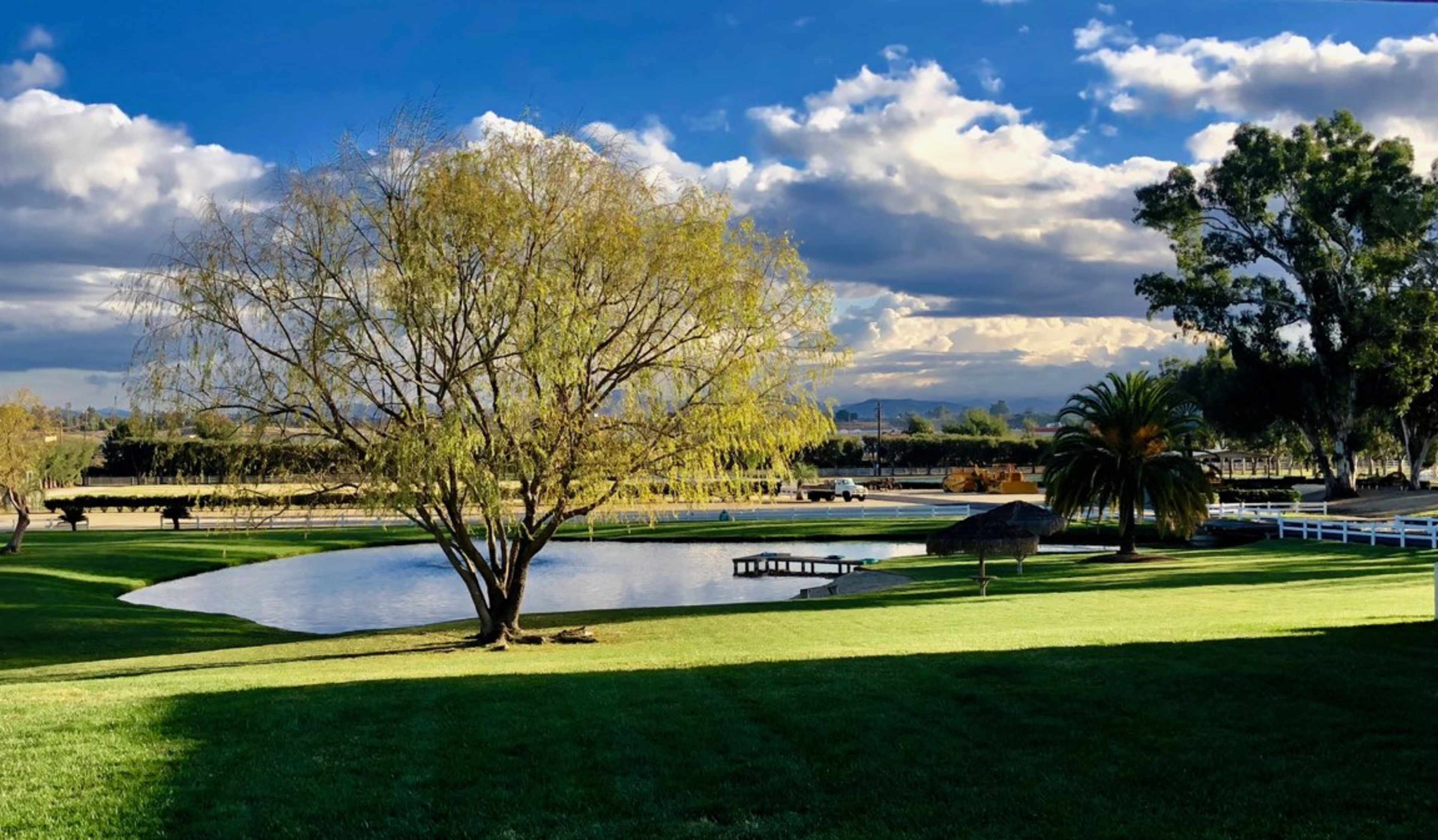 A large tree stands beside a serene pond, with green grass and a backdrop of clouds and distant hills.