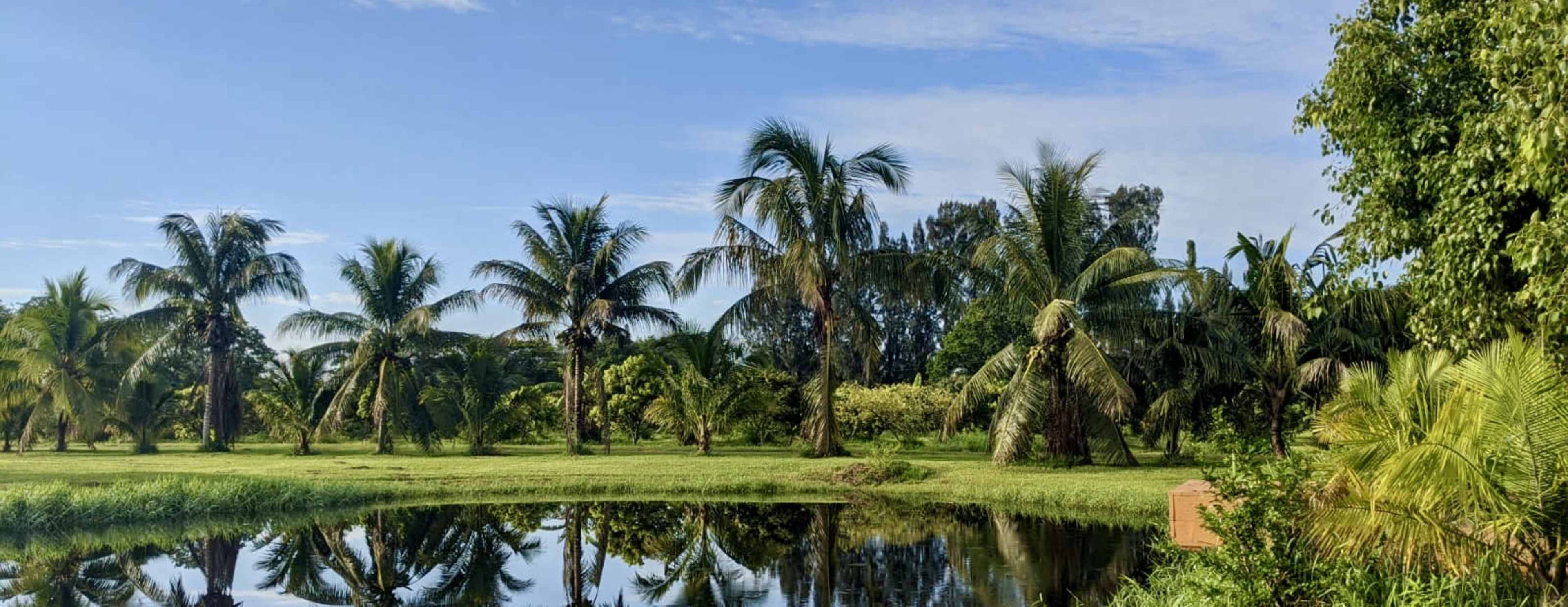 A calm pond reflects the tall palm trees and lush greenery in a tropical landscape.