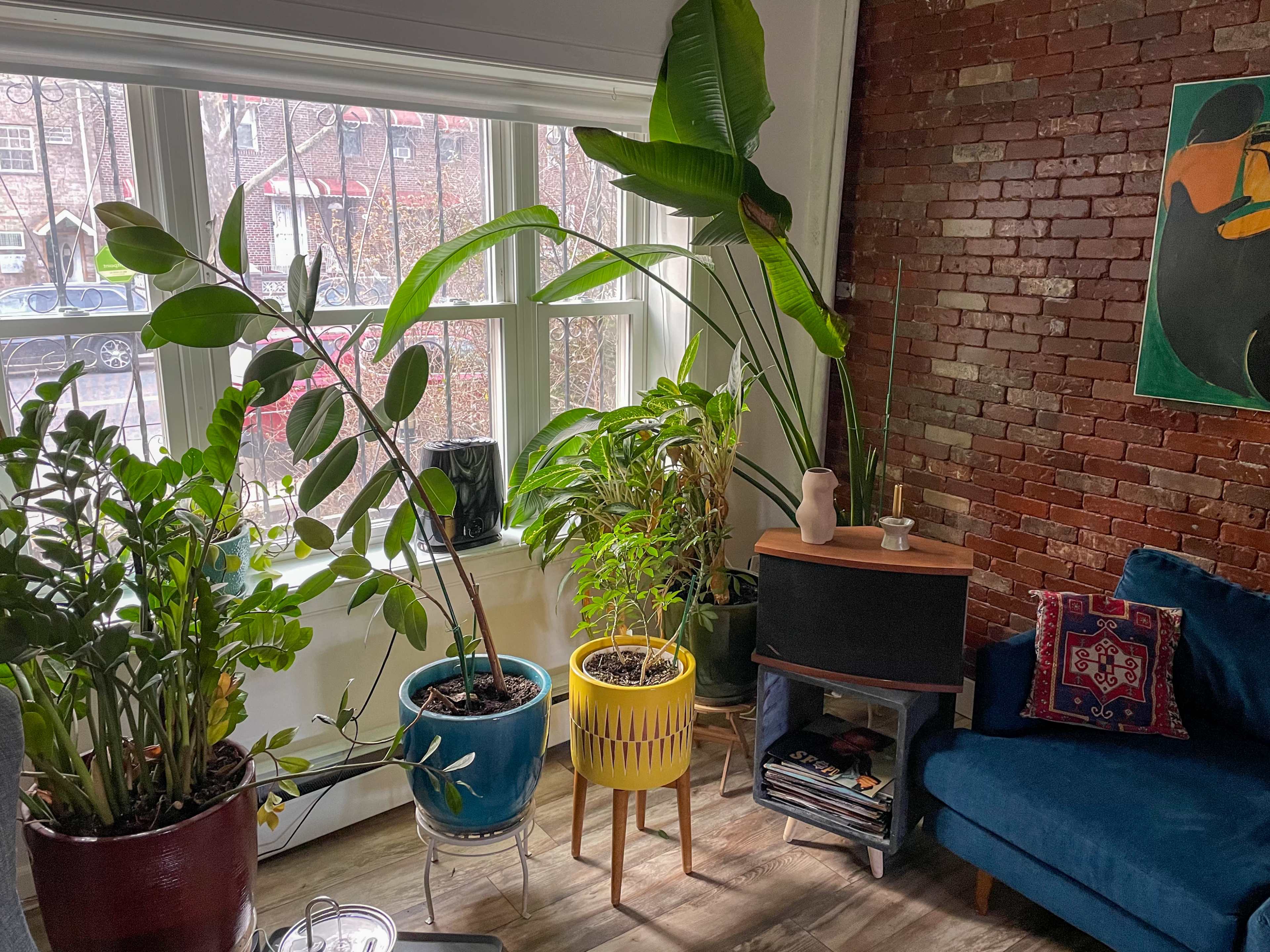 The image shows a cozy living room corner with various potted plants near a large window, a blue sofa, and a small wooden table with a speaker.