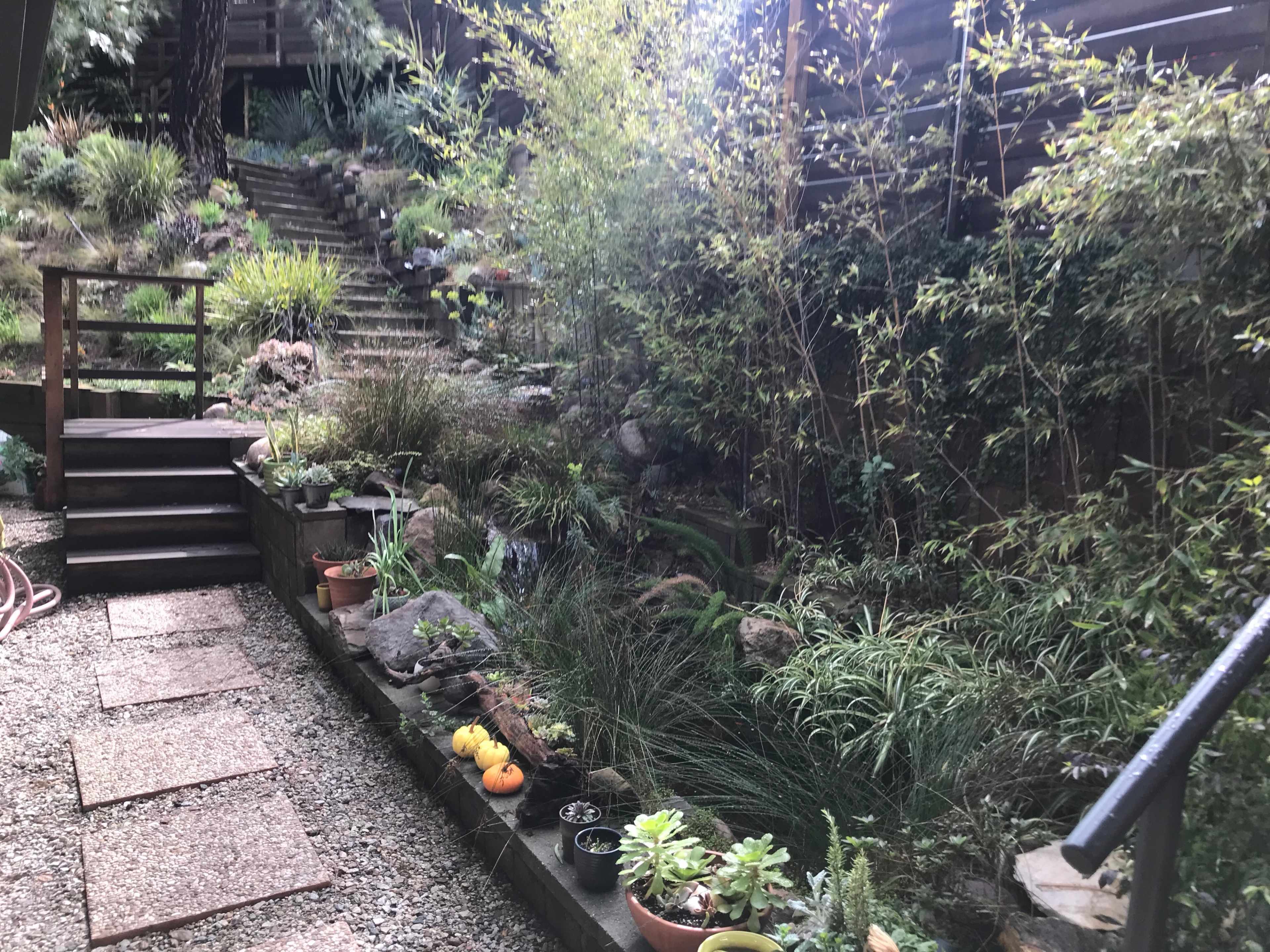 A garden with steps leading up a hillside, flanked by various plants and pots along a gravel pathway.