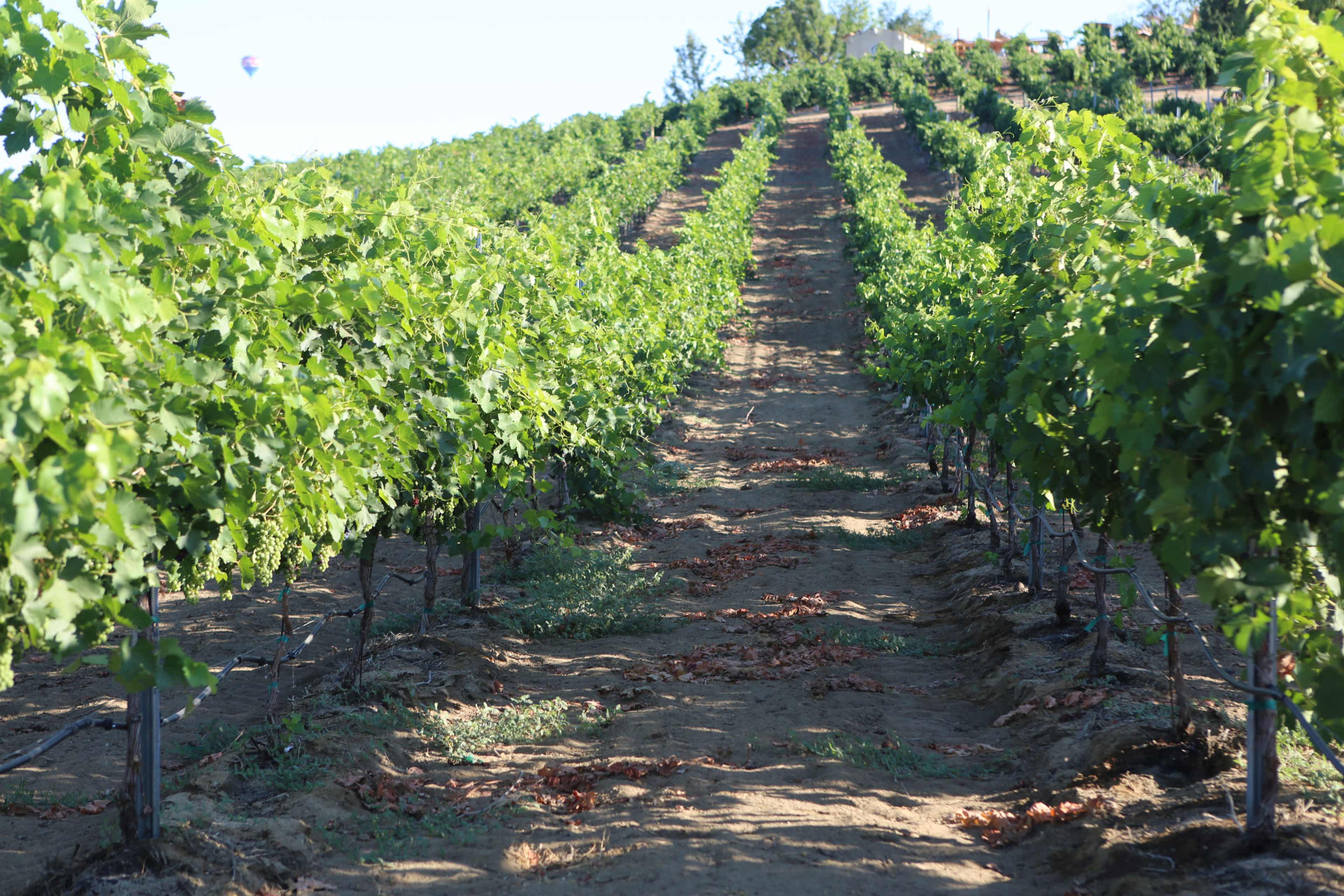 A row of grapevines stretches across a vineyard with clear pathways between the plants.