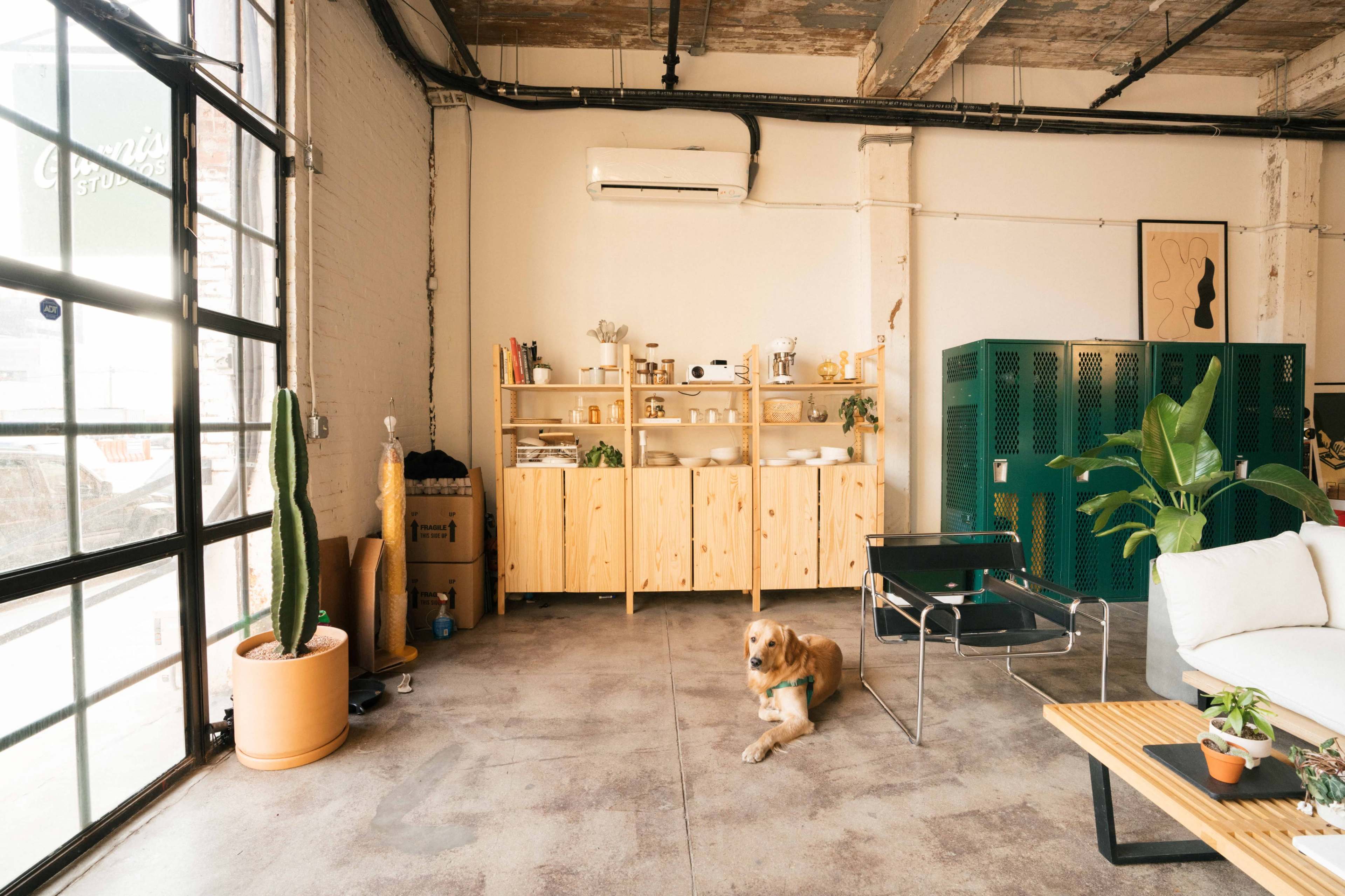 A golden retriever sits on a concrete floor in a spacious room featuring wooden furniture and large windows.
