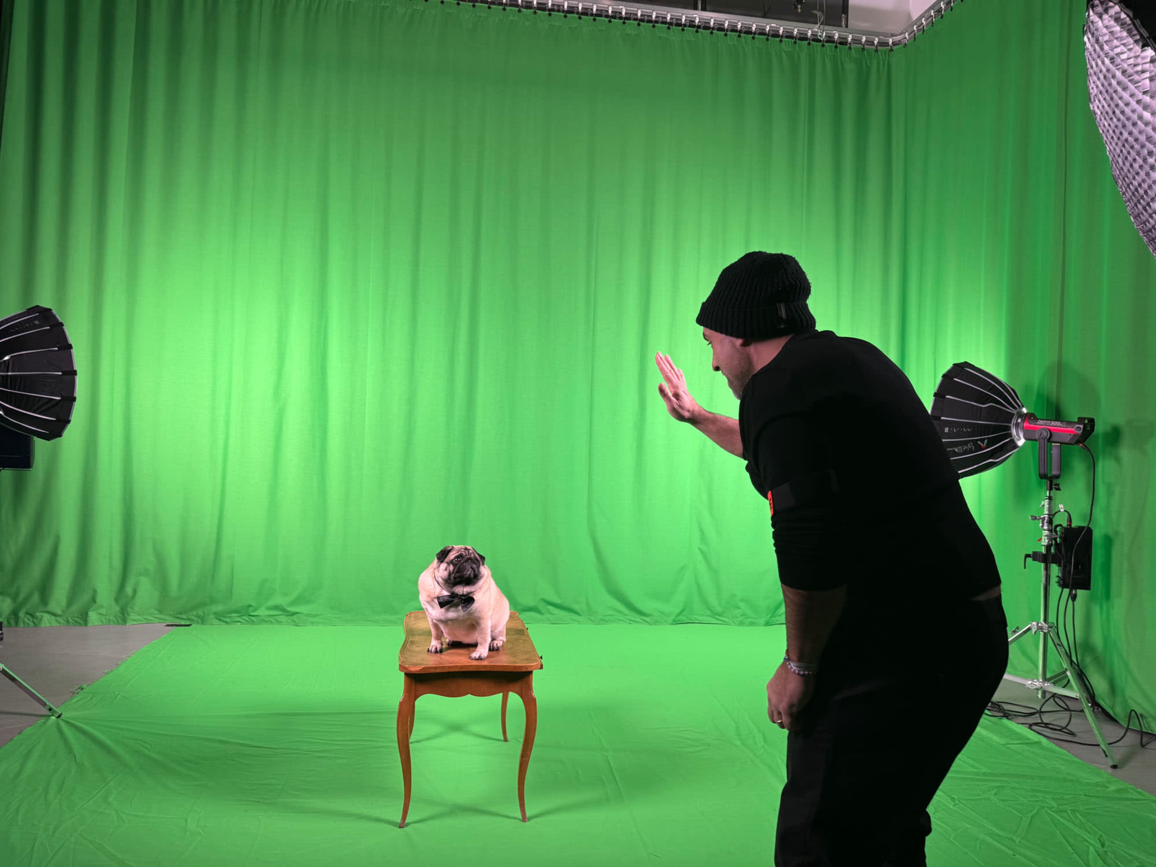 A person is gesturing towards a pug sitting on a small table in front of a green screen backdrop.