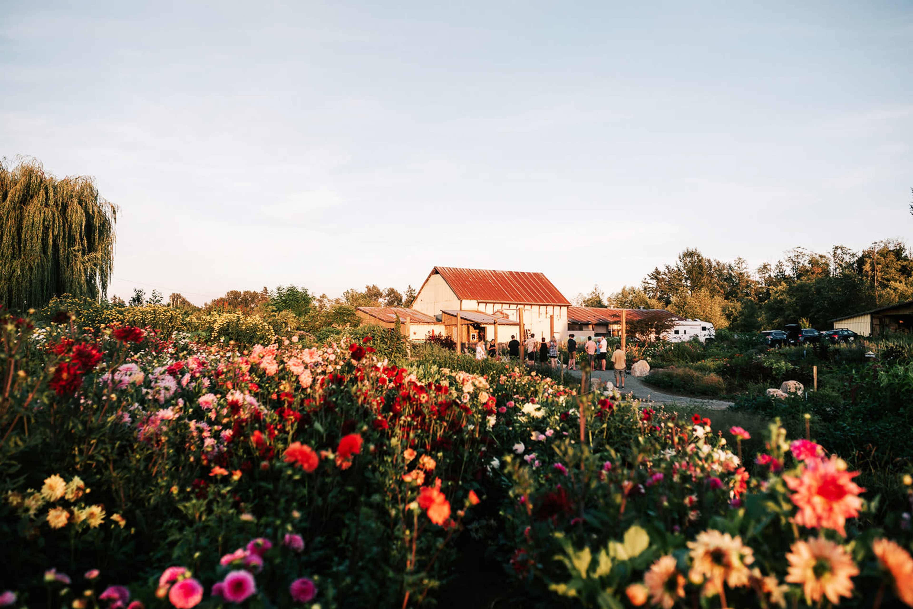 A farmhouse with a red roof stands amidst a vibrant flower garden in full bloom.