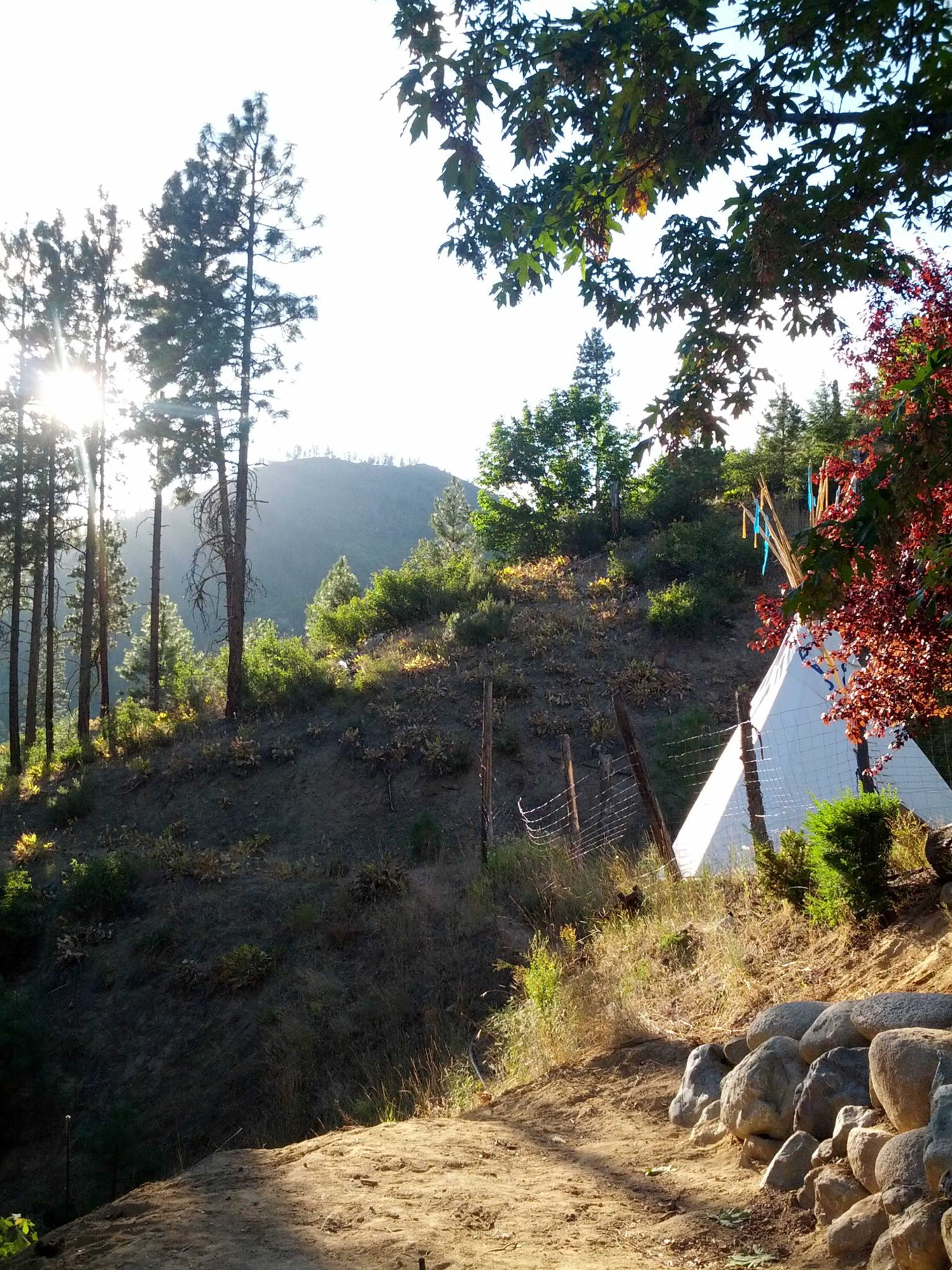 A white teepee stands on a hillside surrounded by trees and shrubs, with sunlight filtering through the leaves.