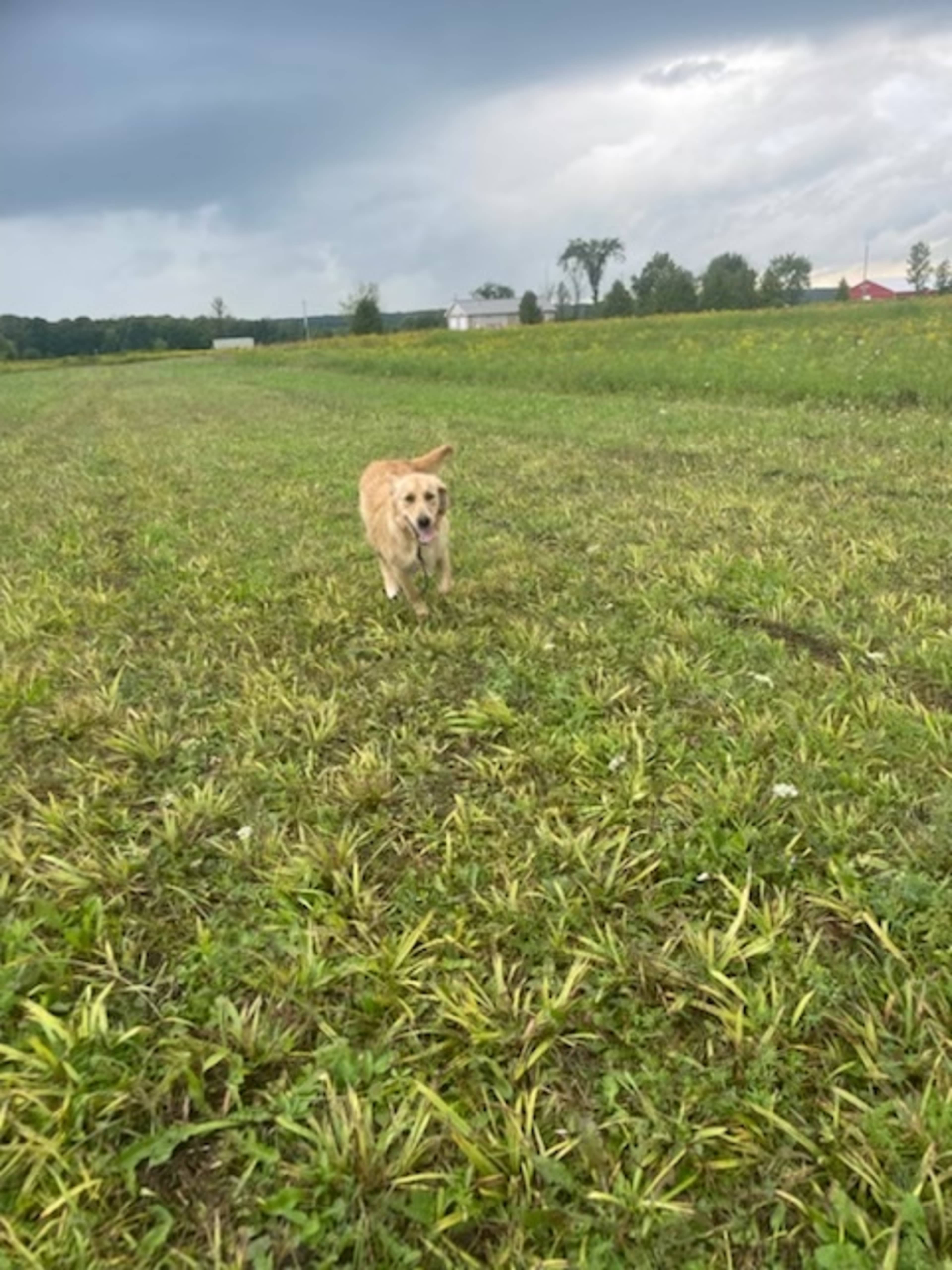 A golden retriever runs through a grassy field under a cloudy sky.