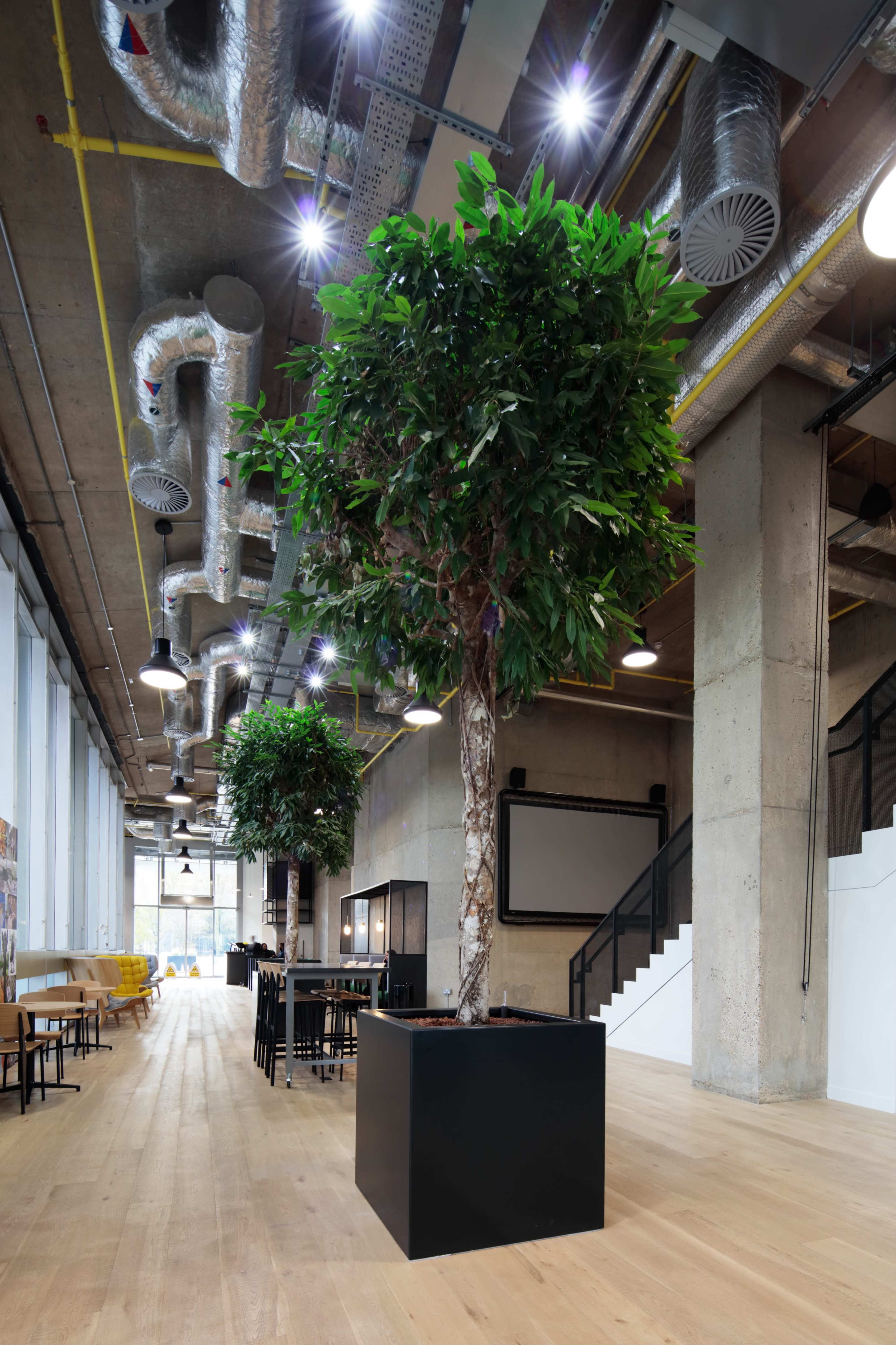 A modern office space featuring two large indoor trees in planters, with exposed ducts and a mix of seating areas.