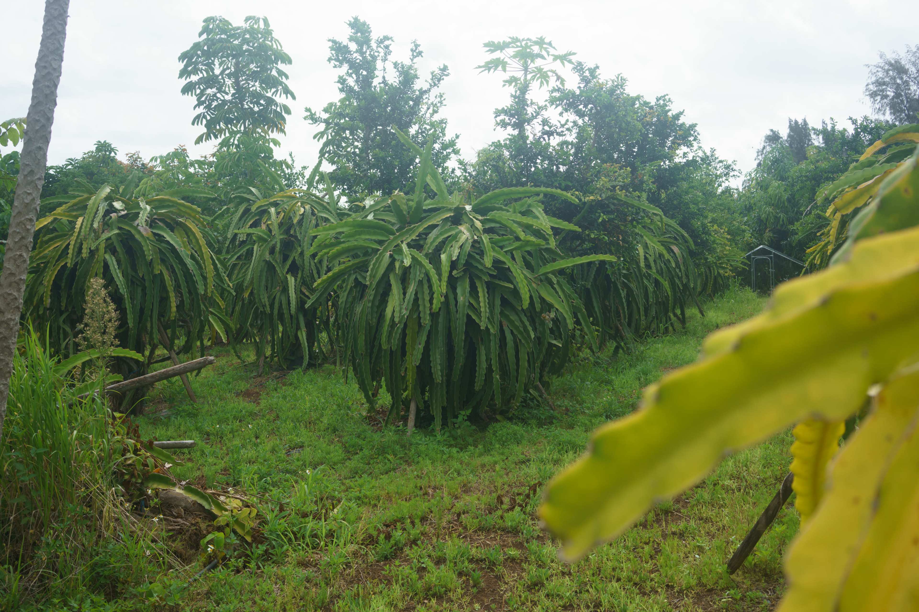 A green landscape featuring several dragon fruit plants with long, sprawling leaves under a cloudy sky.