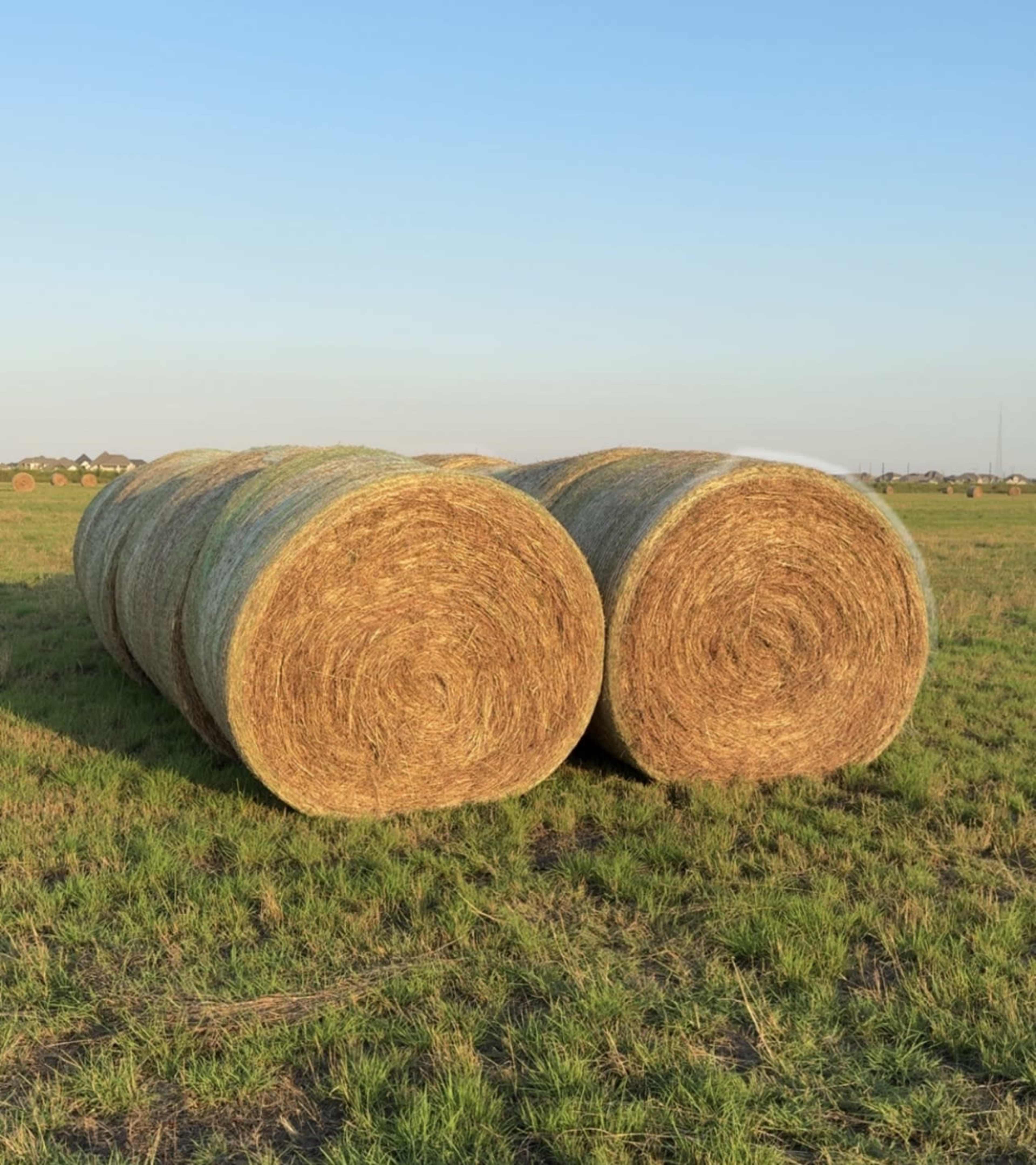 Two large round hay bales are situated in a grassy field under a clear blue sky.