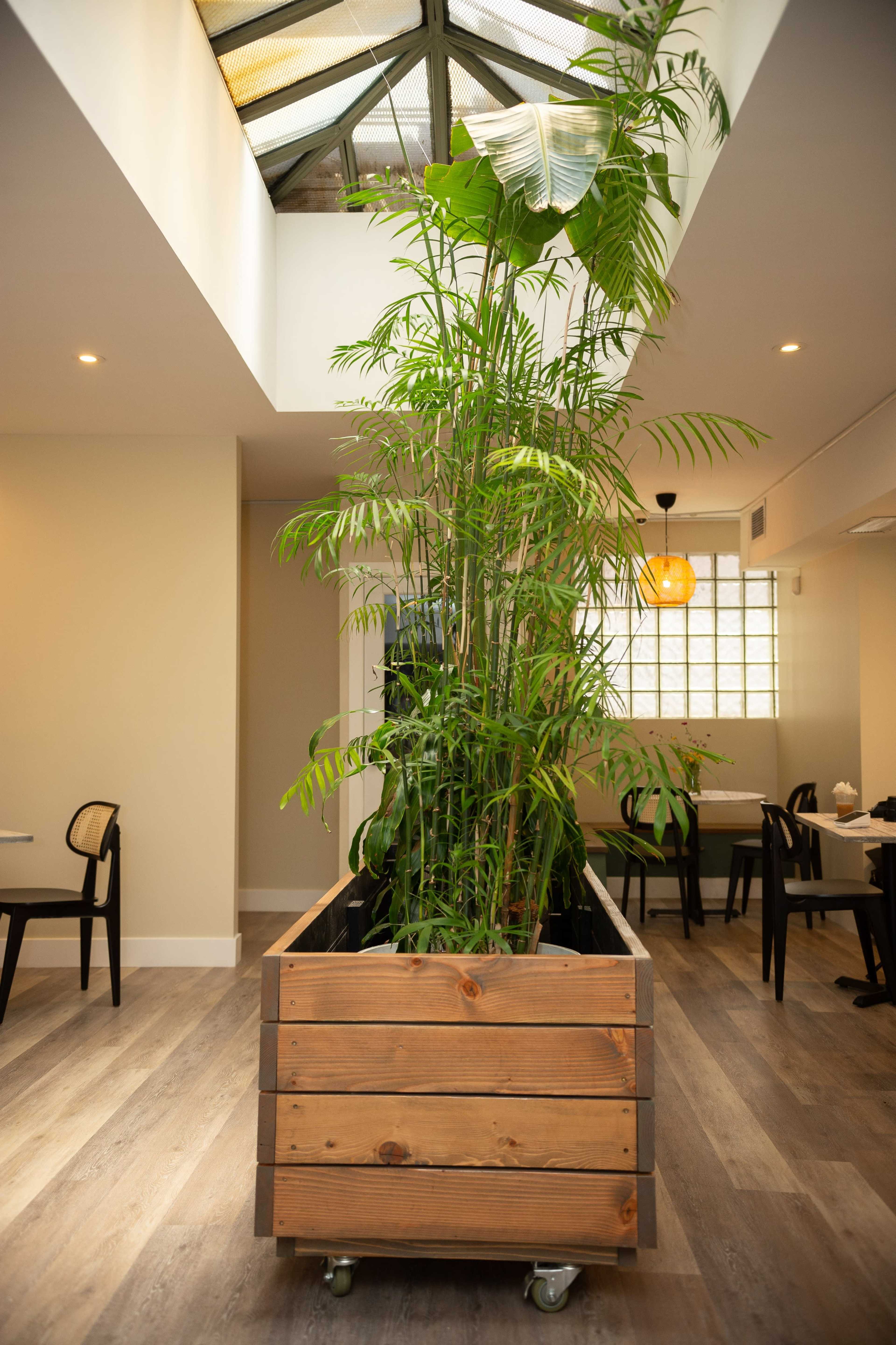 A large potted plant is situated in a wooden planter on wheels in a well-lit dining area with wooden floors.
