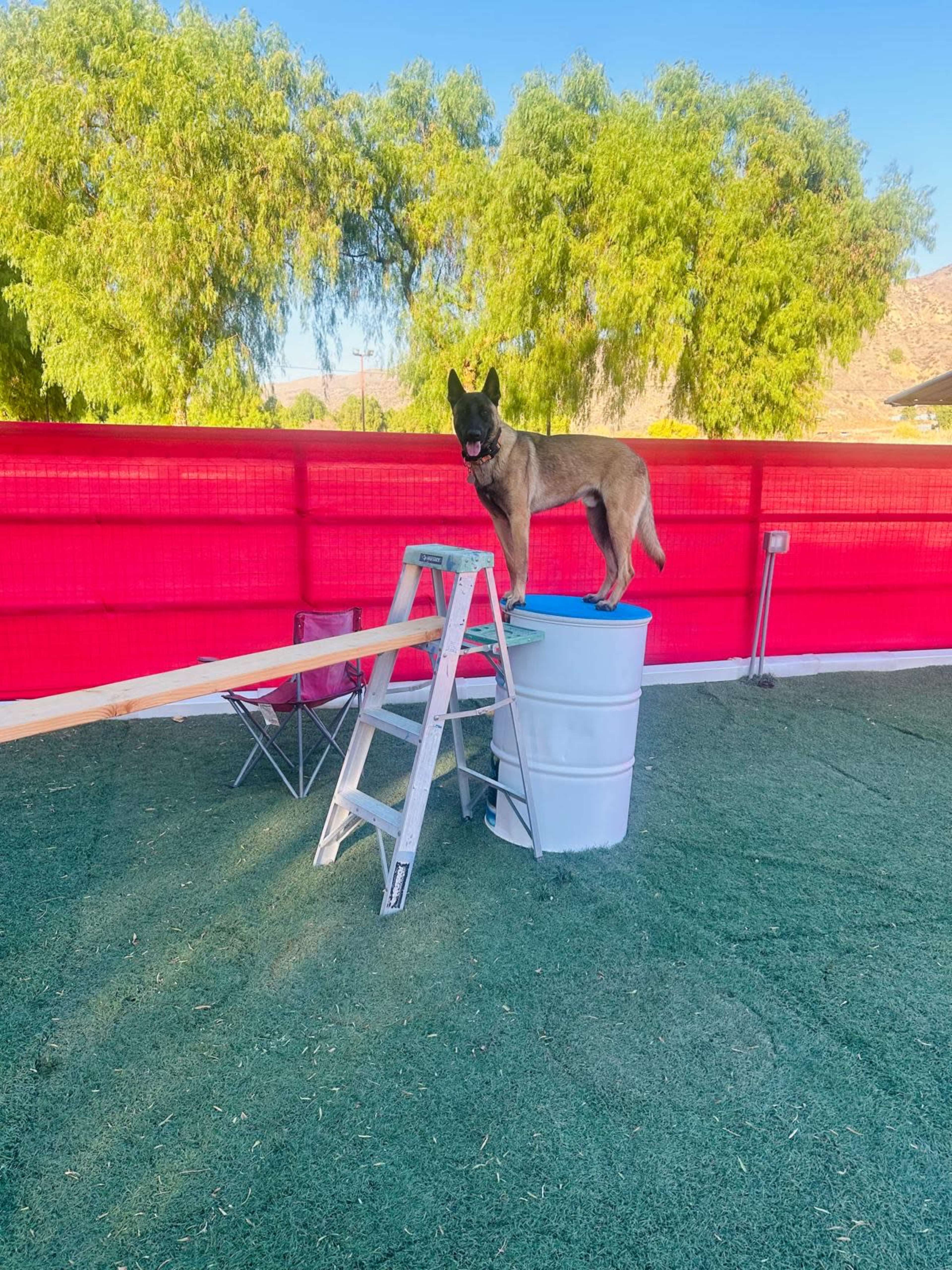 A dog stands on top of a bucket, balancing on a ladder setup in an enclosed outdoor area with artificial turf and red fencing.
