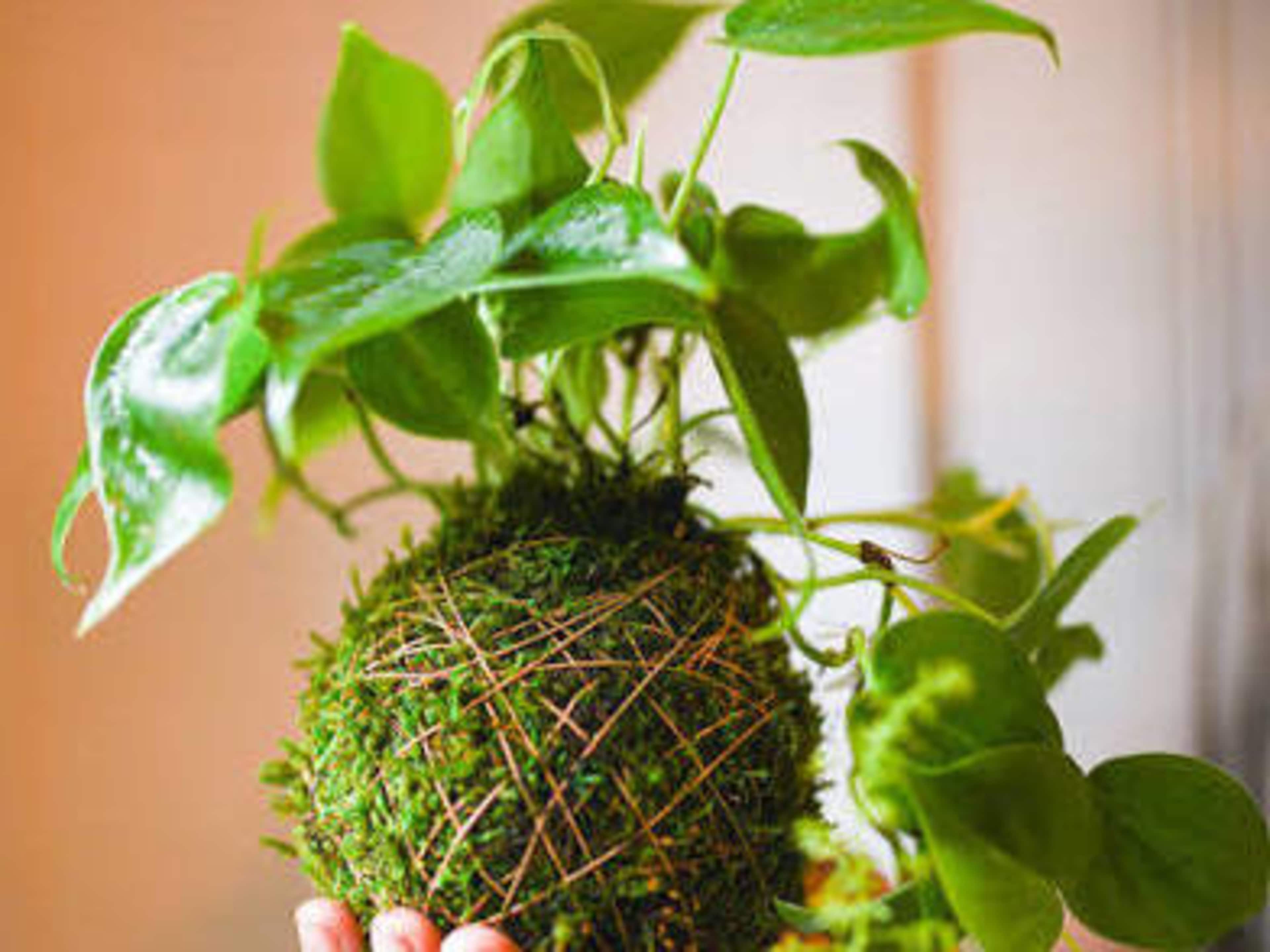 Kokedama