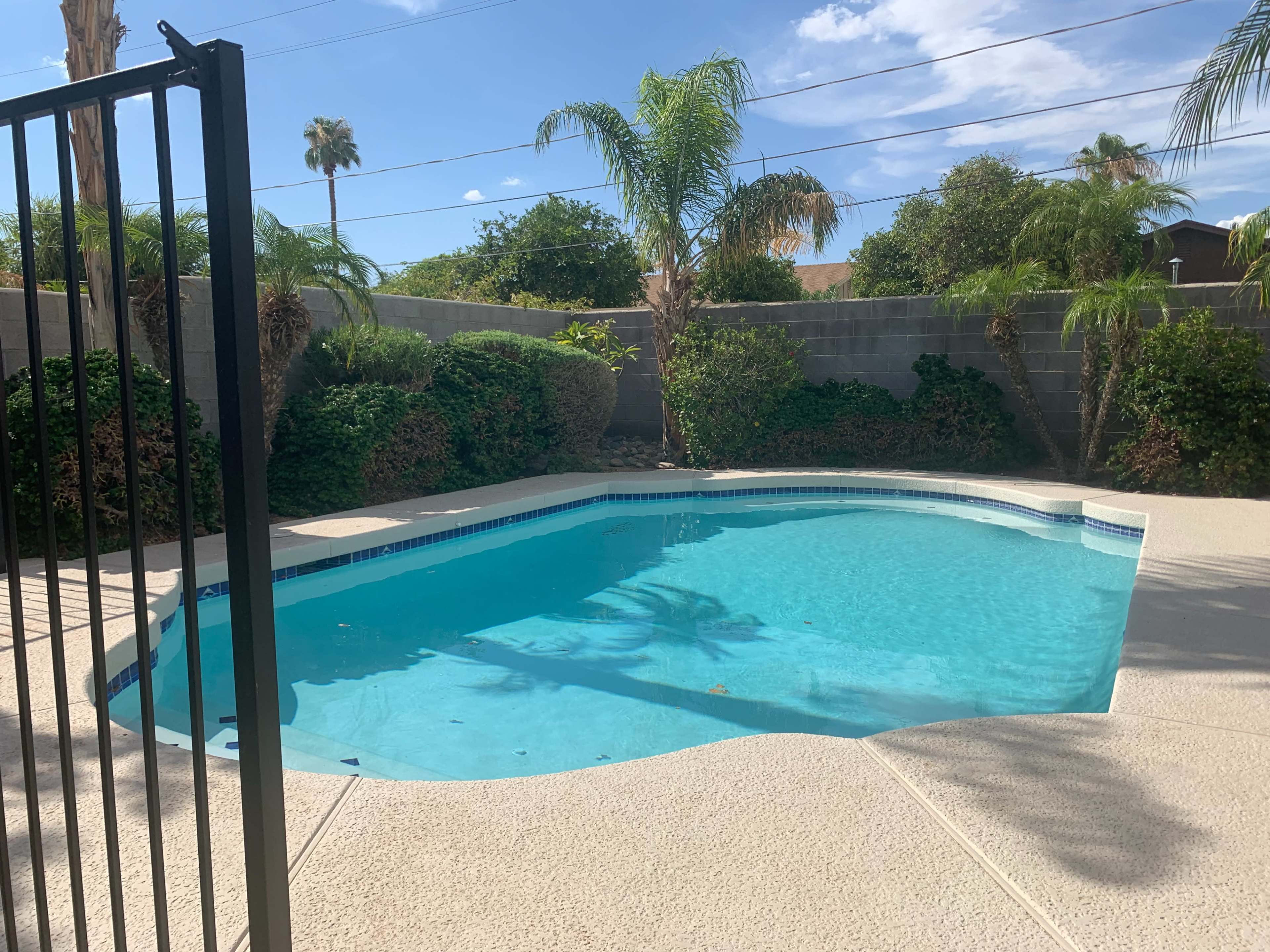 A clear swimming pool surrounded by green shrubs and palm trees, enclosed by a black gate under a blue sky.