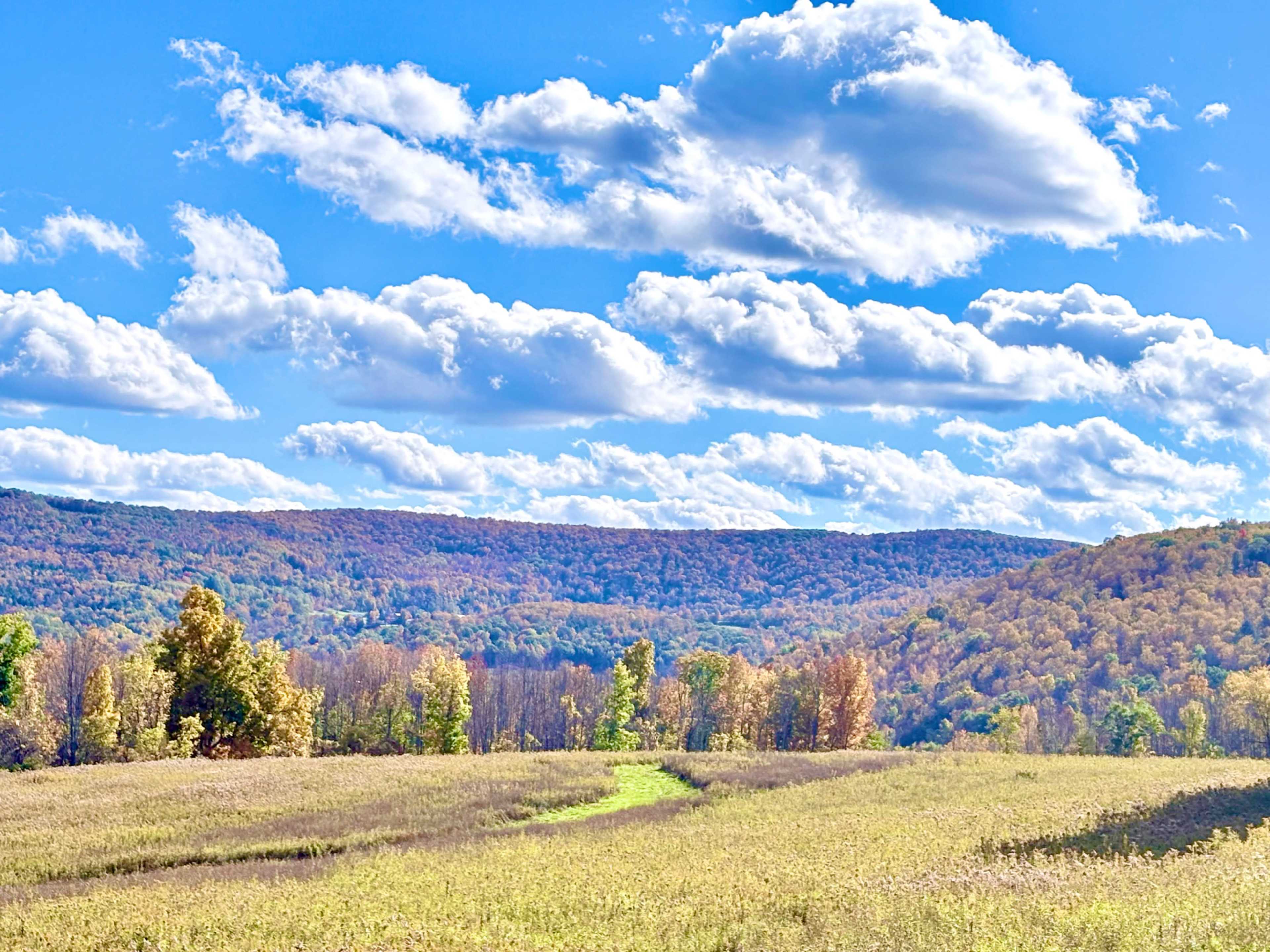 A grassy field leads toward a wooded hillside under a sky filled with fluffy clouds.