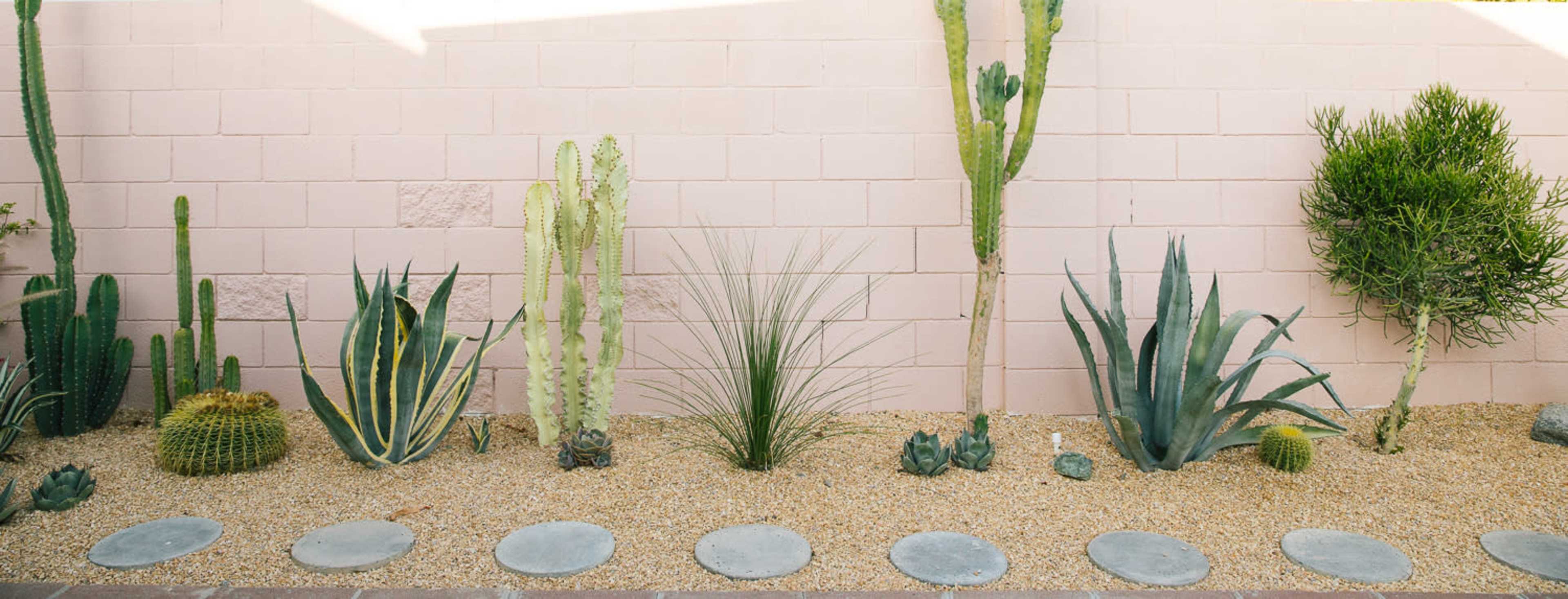 The image features a neatly arranged desert garden with various cacti and succulents planted on a gravel bed beside a light pink wall.