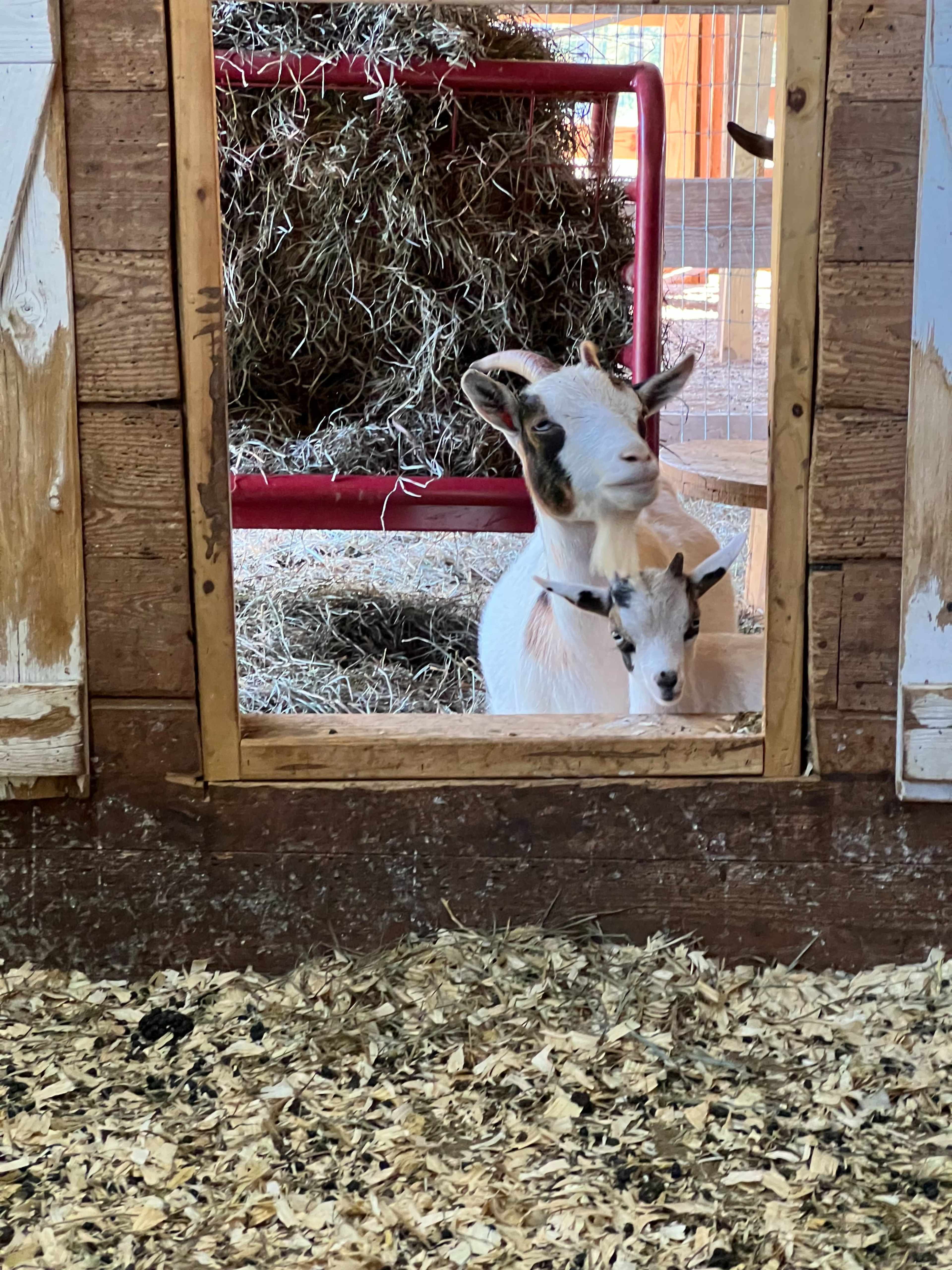 A goat and a kid stand in a barn doorway looking inside, with straw scattered on the ground.