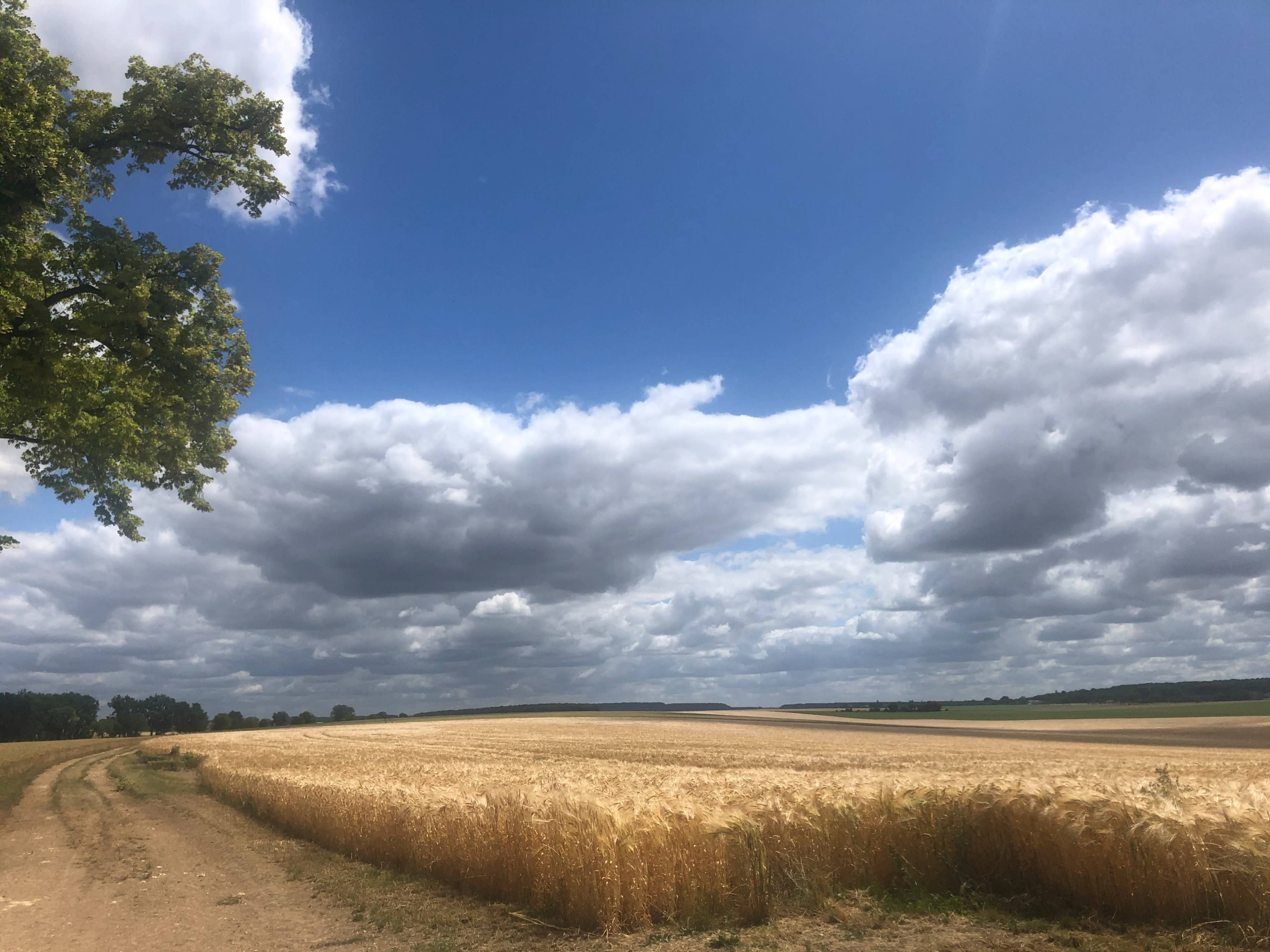 A dirt path leads through a golden wheat field under a sky filled with fluffy clouds.