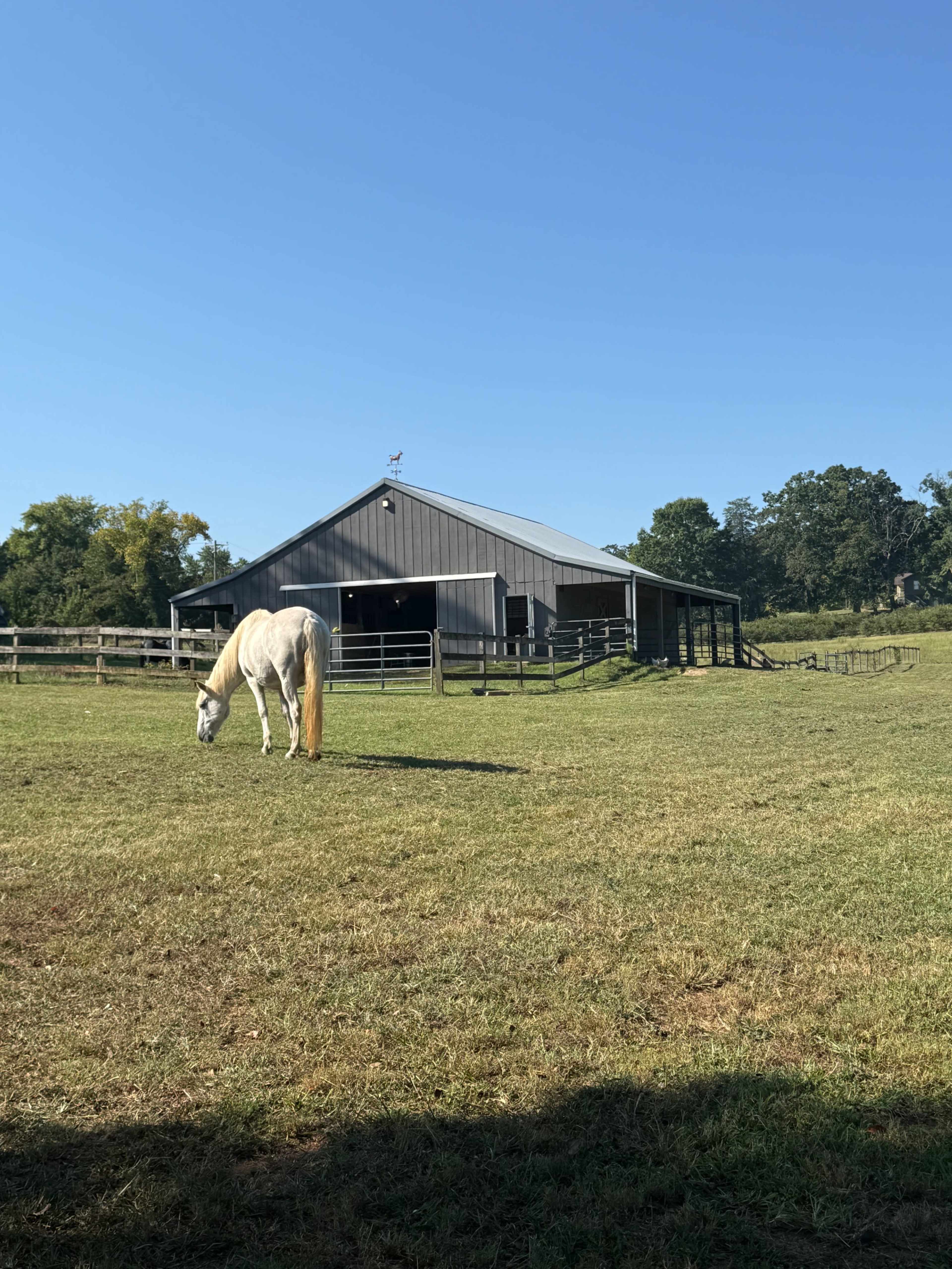 The Enchanted Herd - Photo Shoot Barn Image in , Travelers Rest, SC