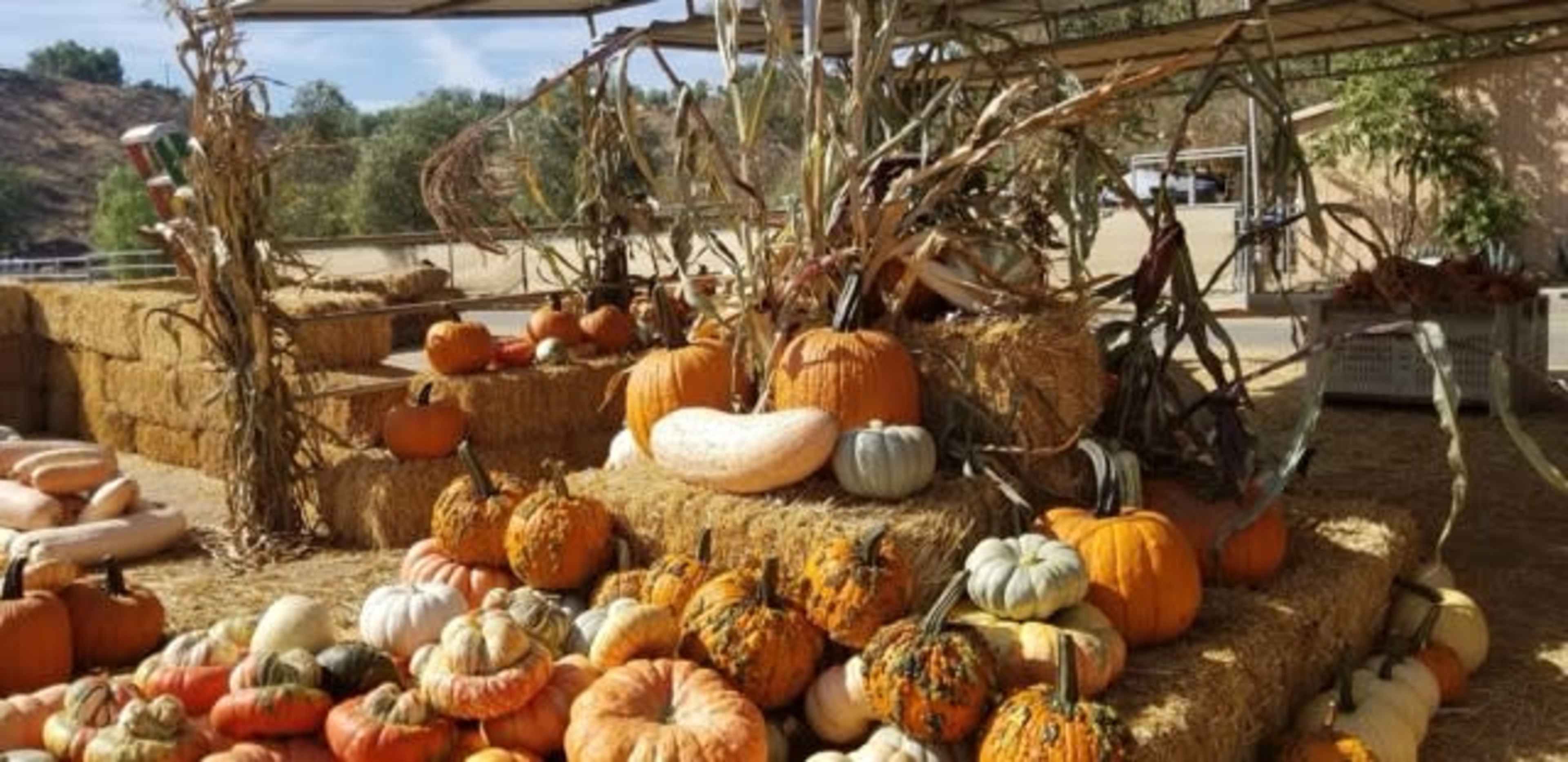 The scene features a rustic display of various pumpkins and gourds arranged on hay bales in a farm setting.