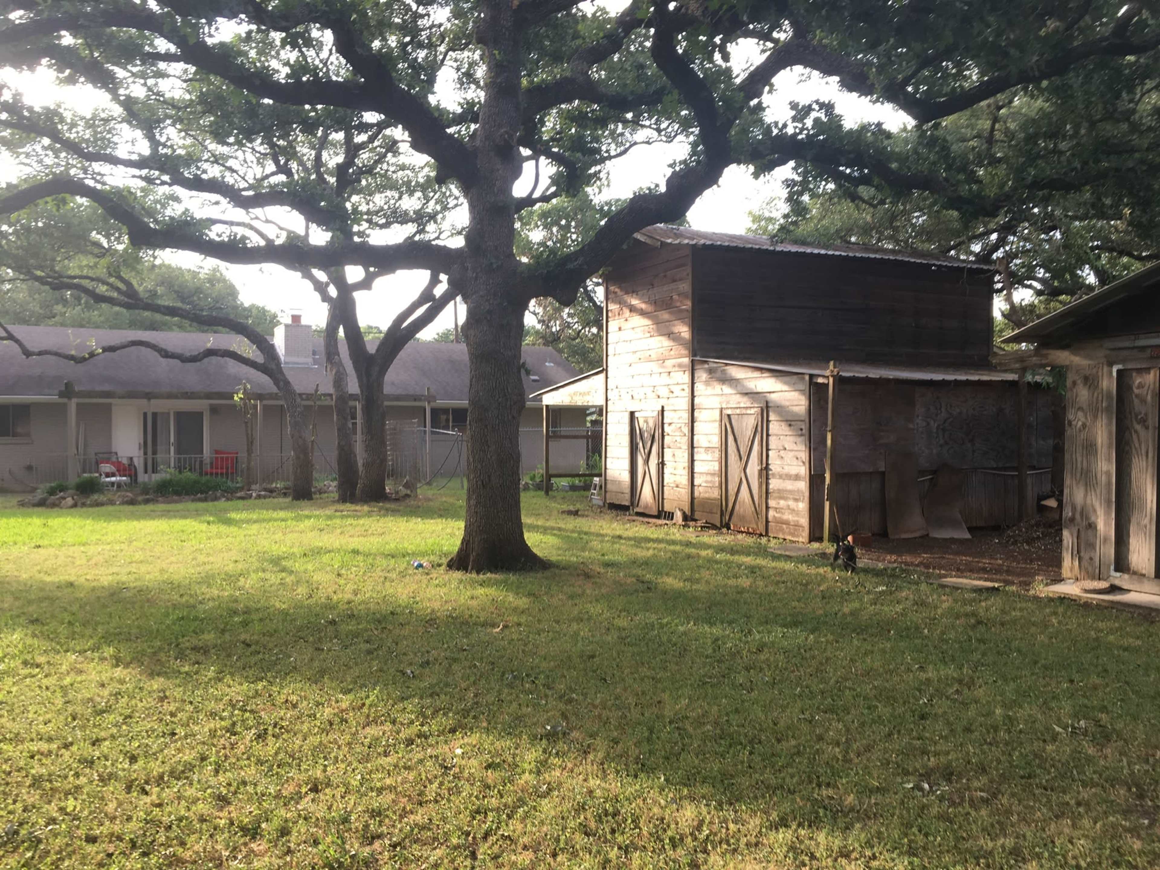 A grassy yard with a wooden shed and a house in the background, surrounded by large trees.